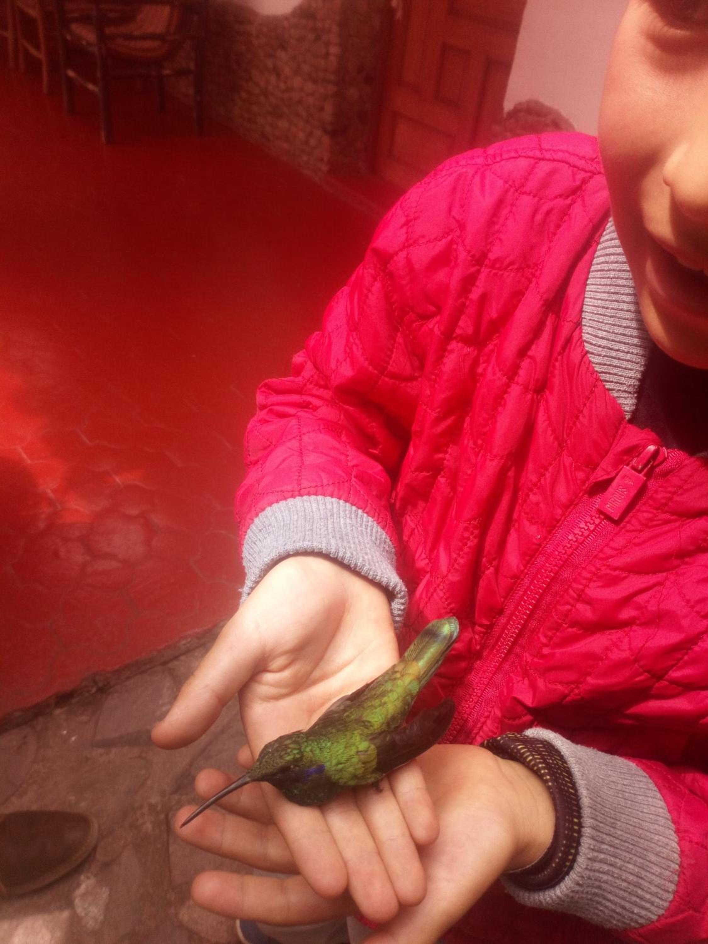 EColodge Ccatan, photo 31