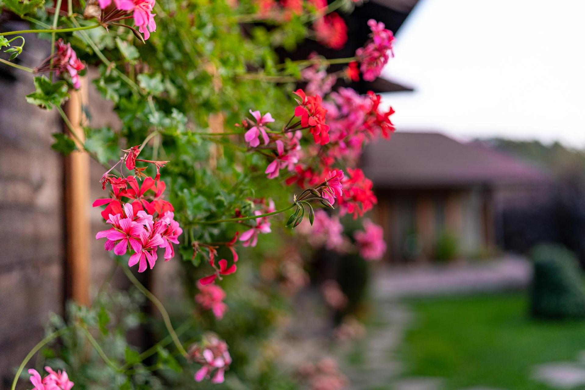 Kandaphery Guest Houses