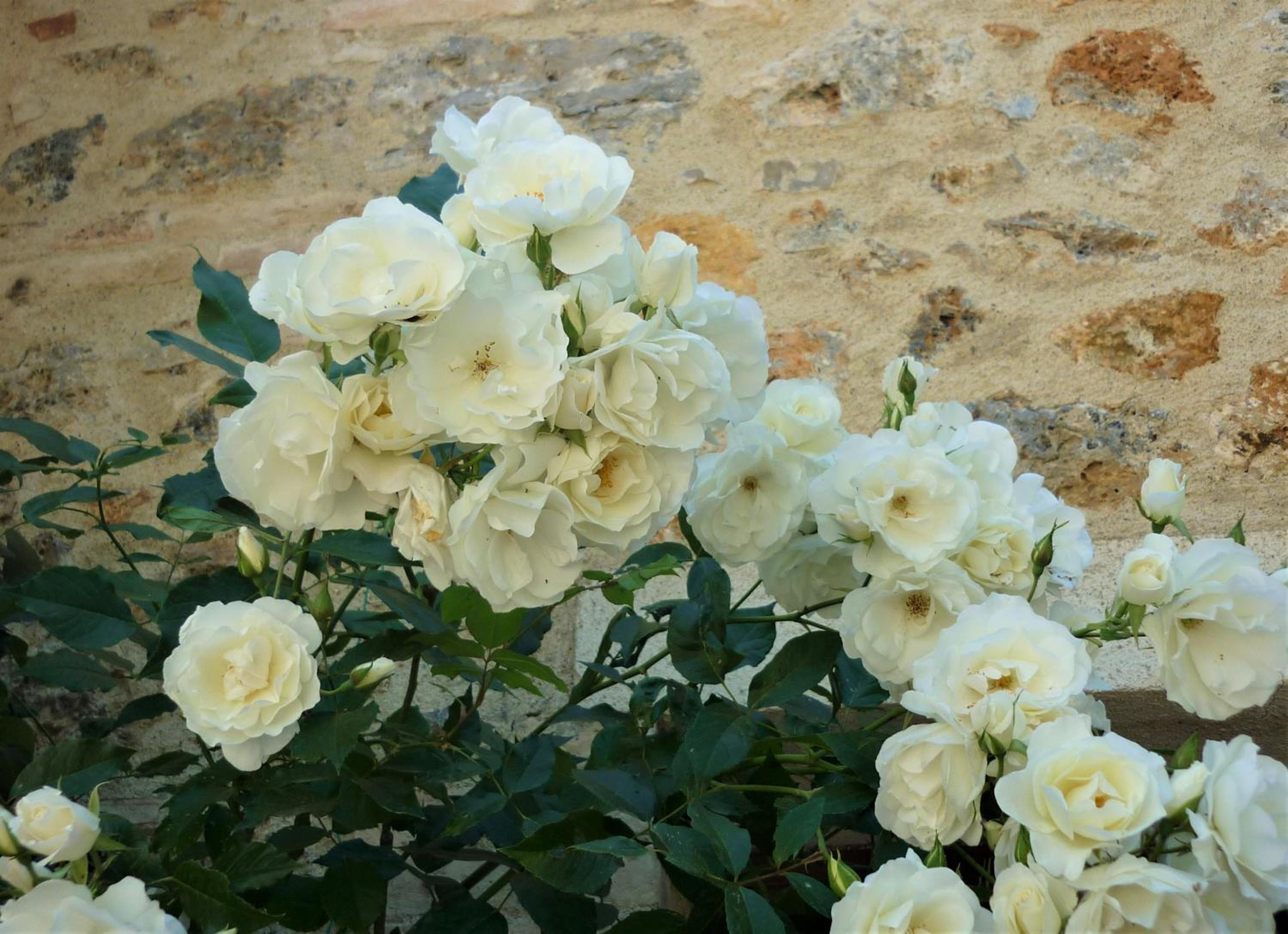 Fattoria Agriturismo Nerbona
