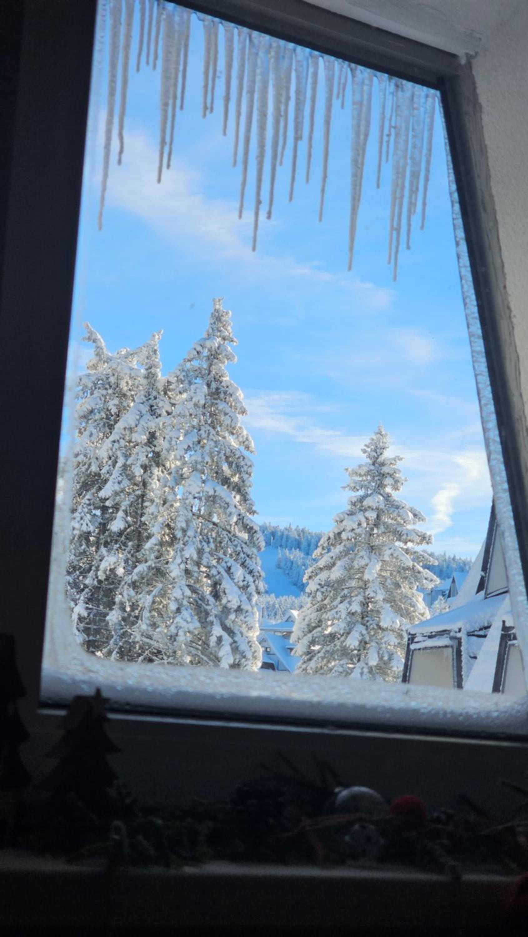Silver Pine Kopaonik