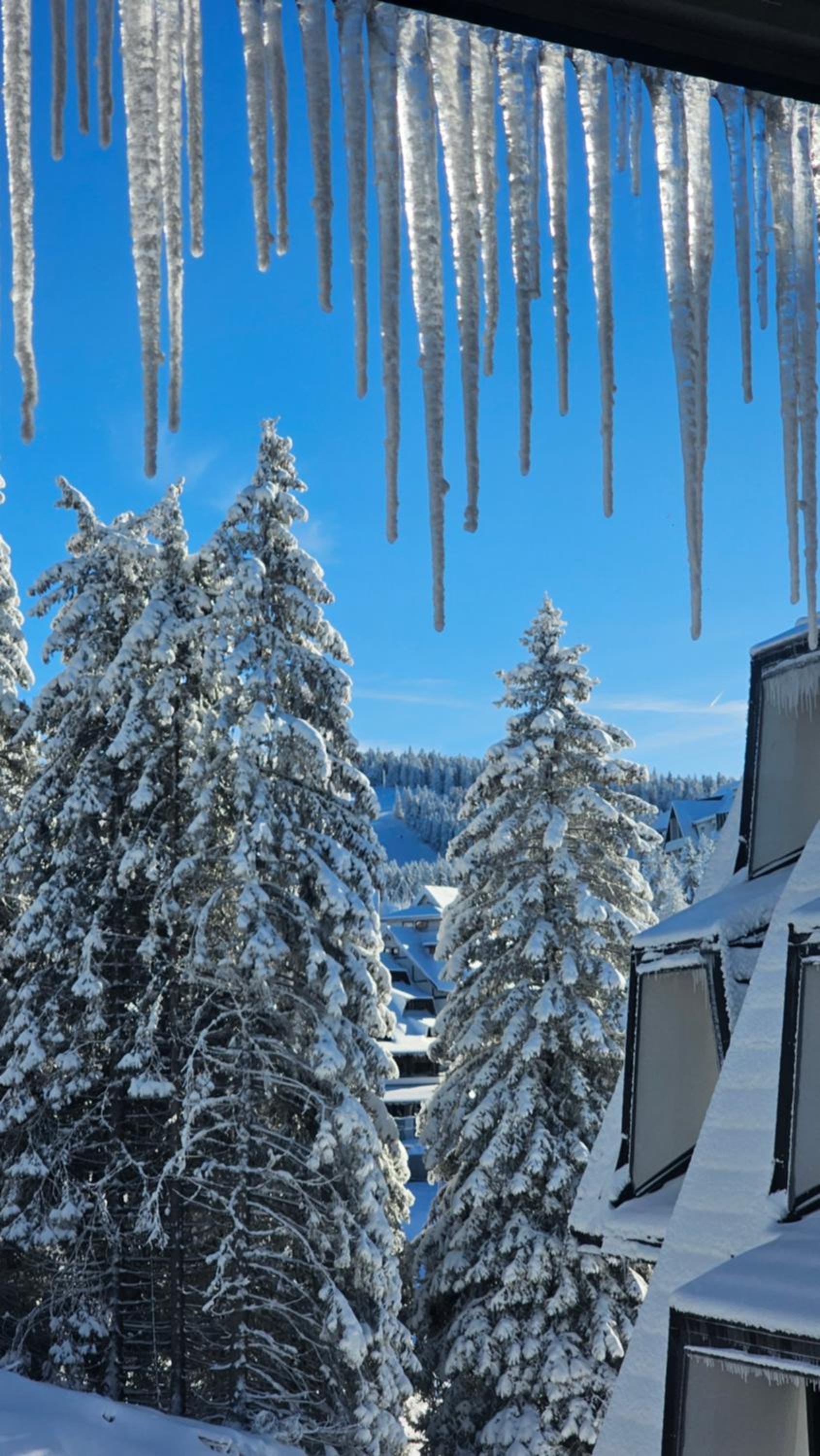 Silver Pine Kopaonik