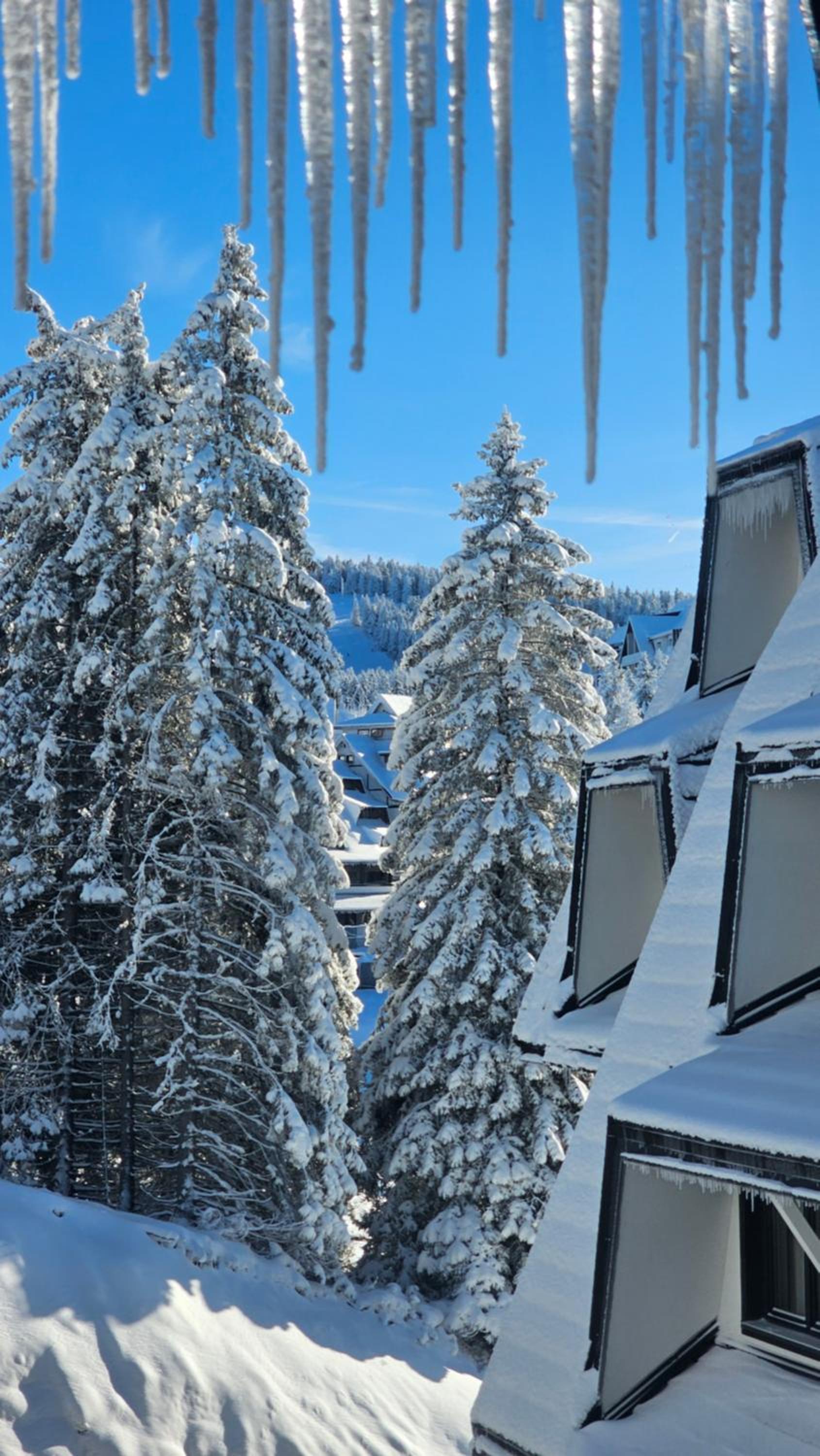 Silver Pine Kopaonik