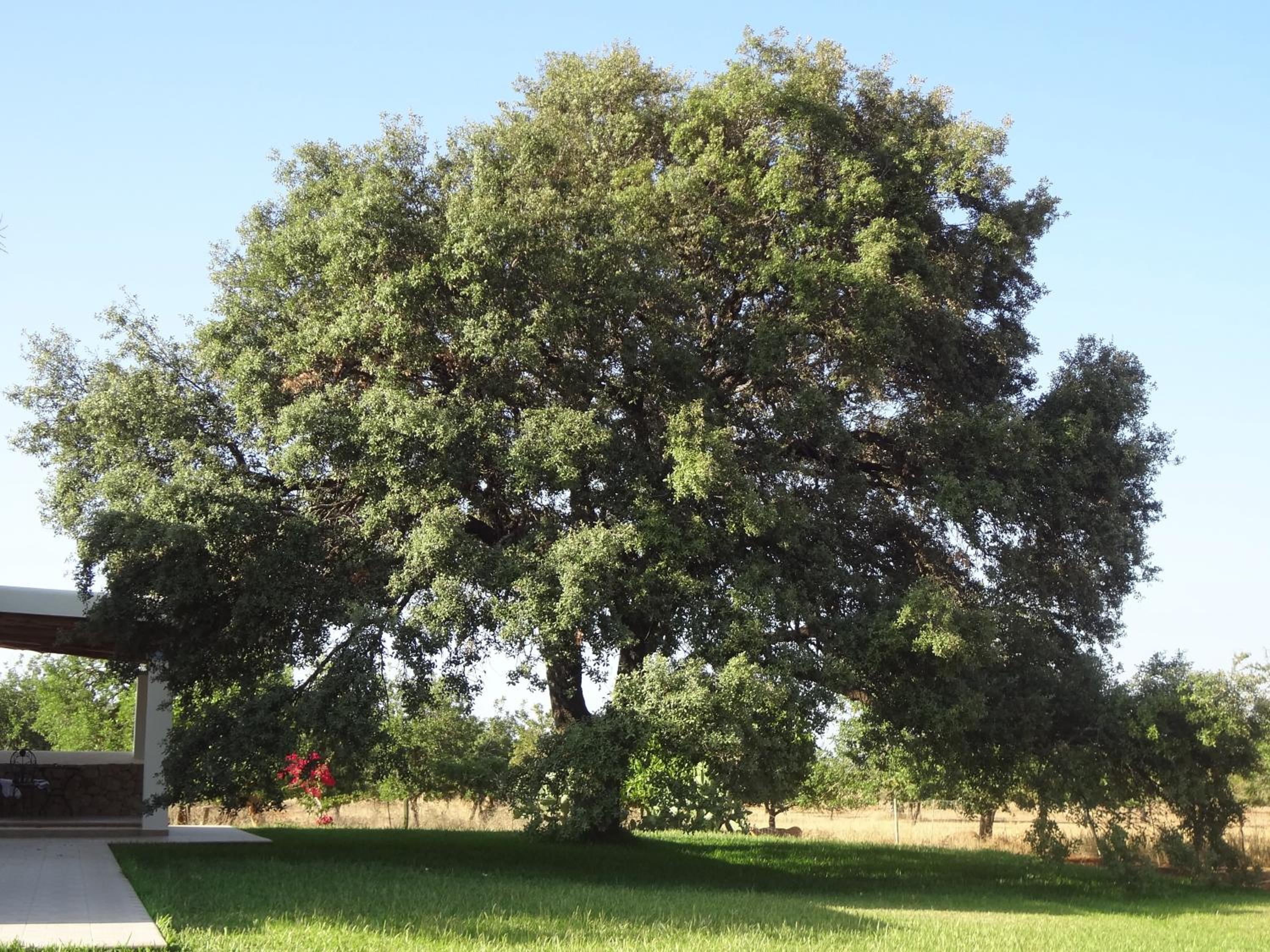 Agroturismo Sa Vinya d'en Palerm