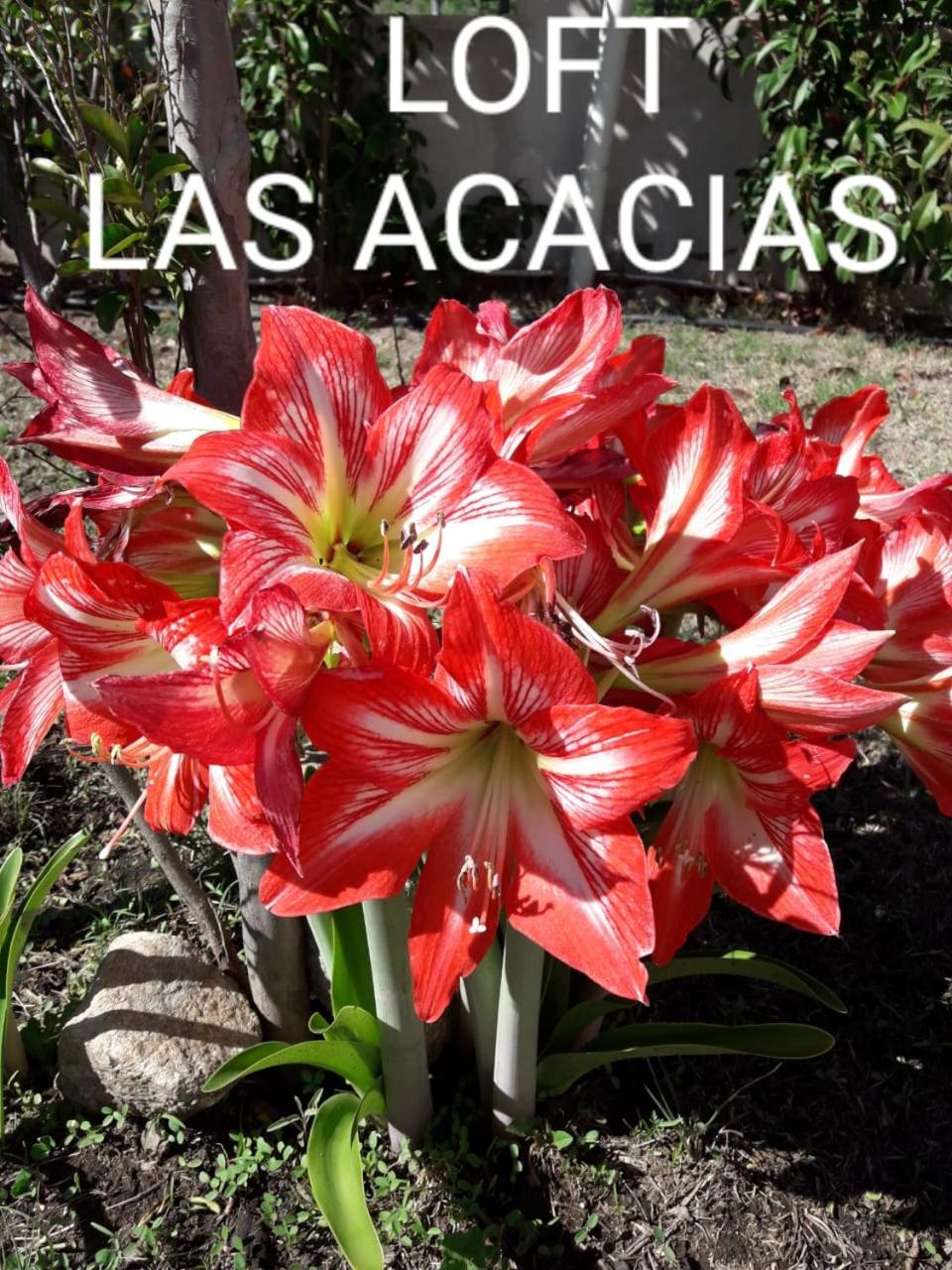 Loft Las Acacias