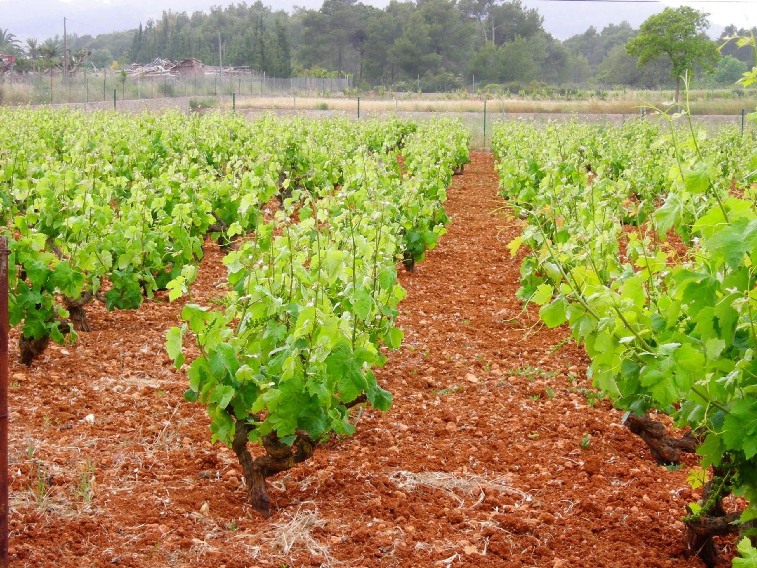 Agroturismo Sa Vinya d'en Palerm