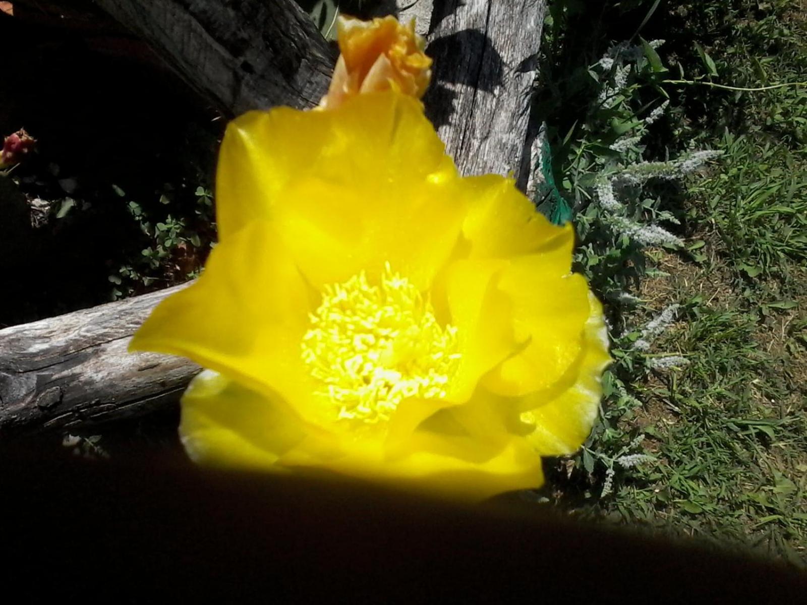 Photo 38