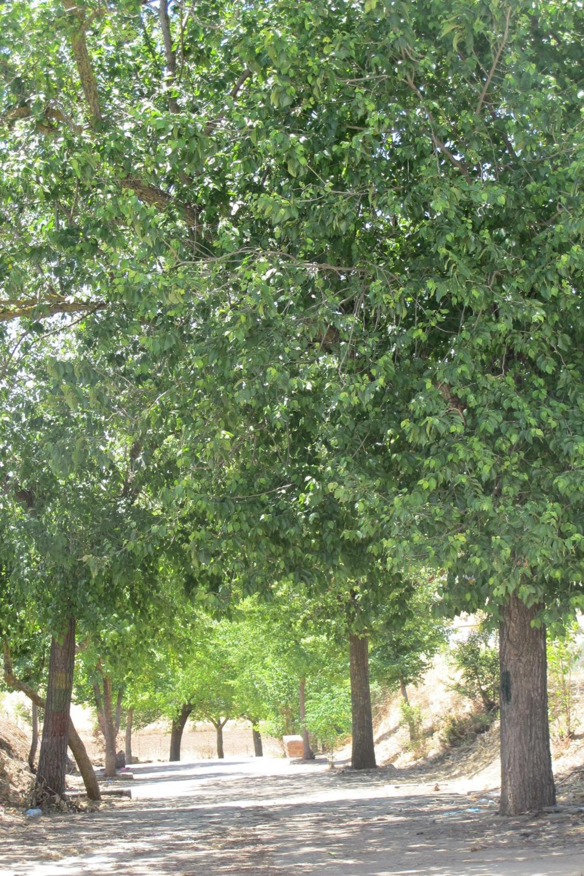 Photo 8