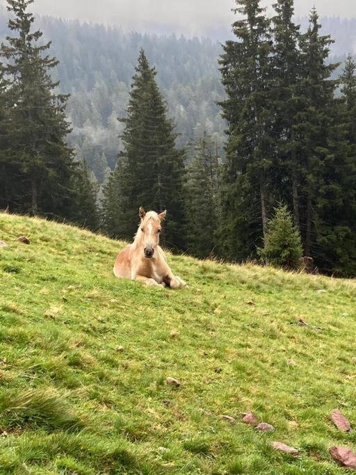 Verweilen auf Meran 2000 view 5
