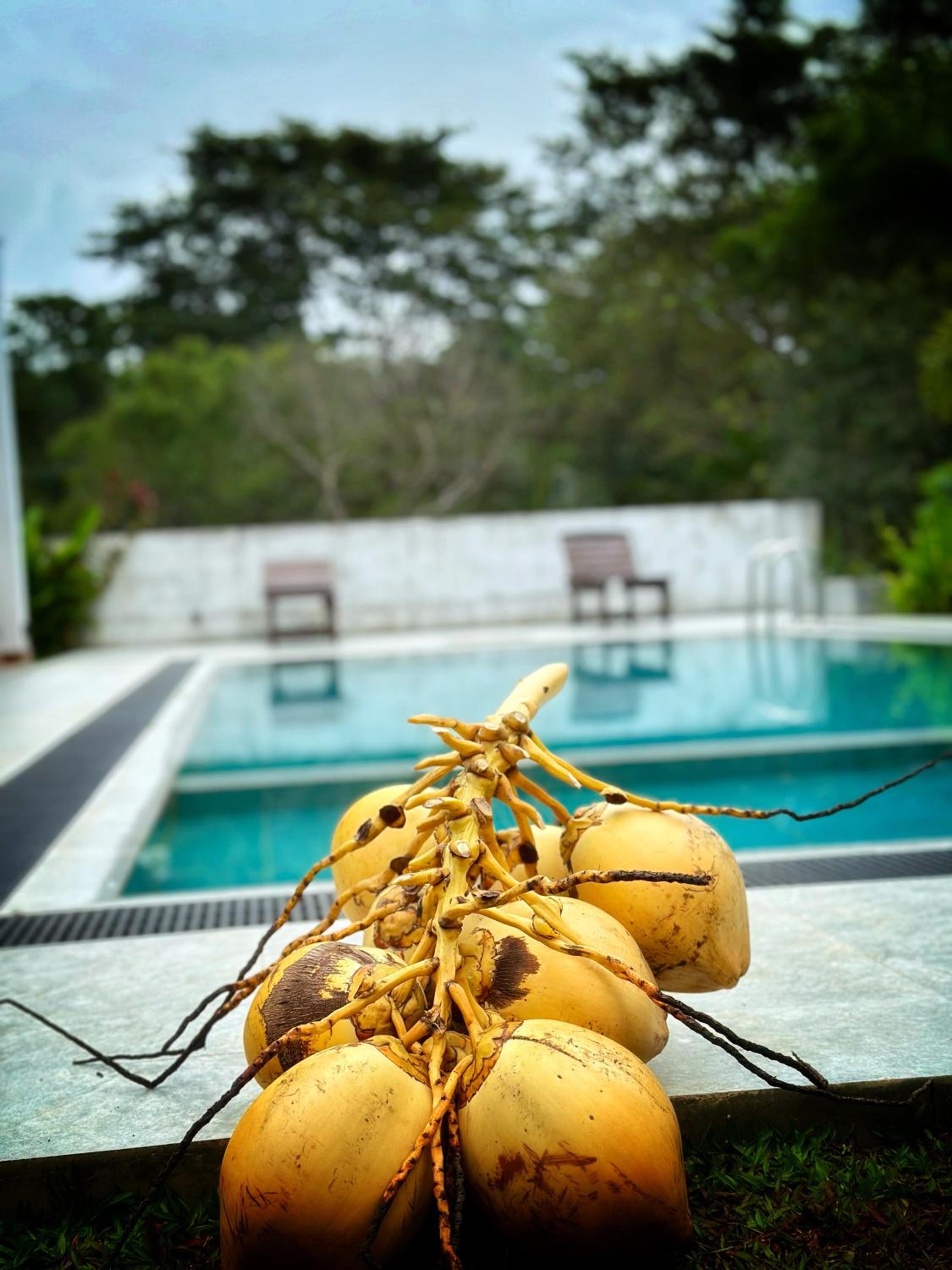 Finch Tangalle