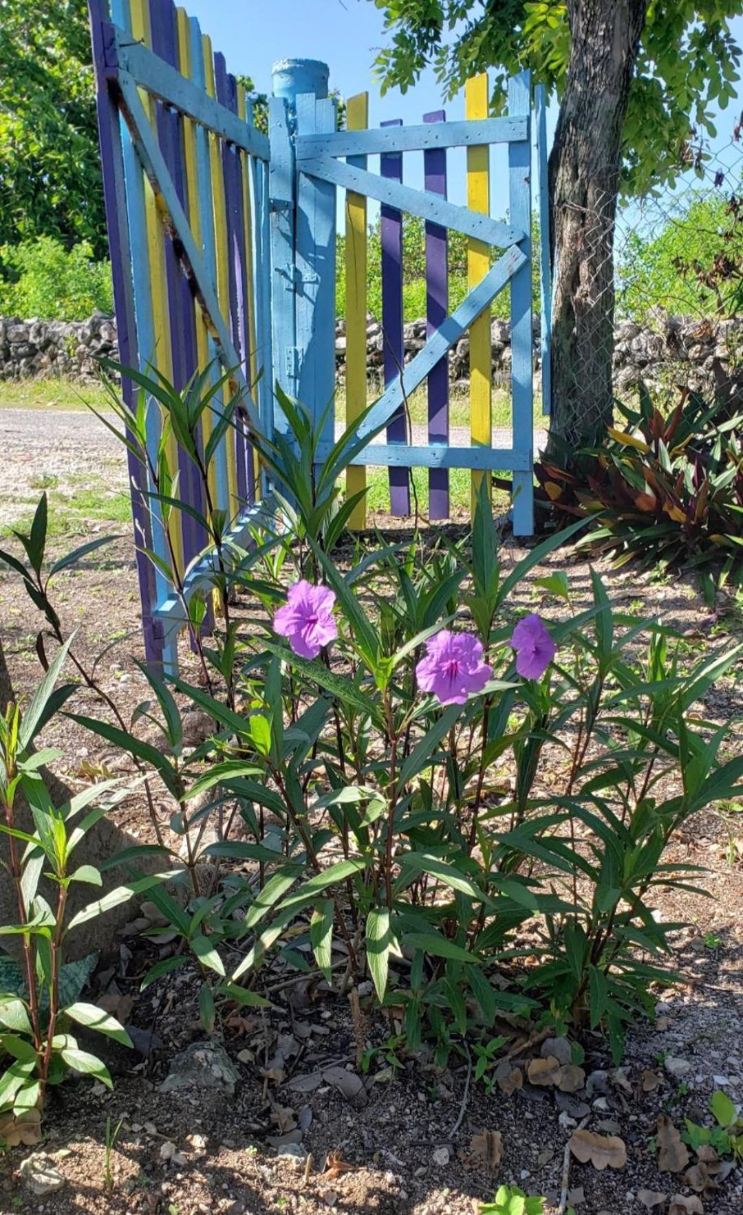 Photo 25