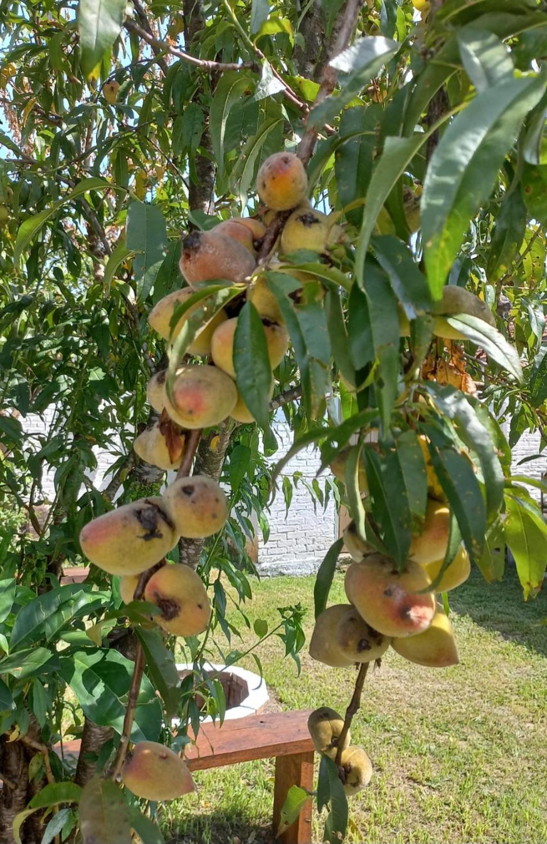 Casinha Verde