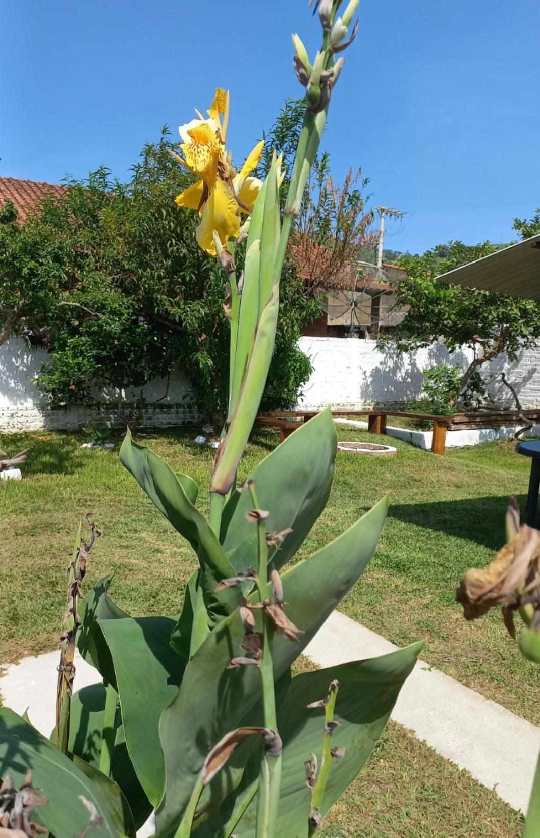 Casinha Verde