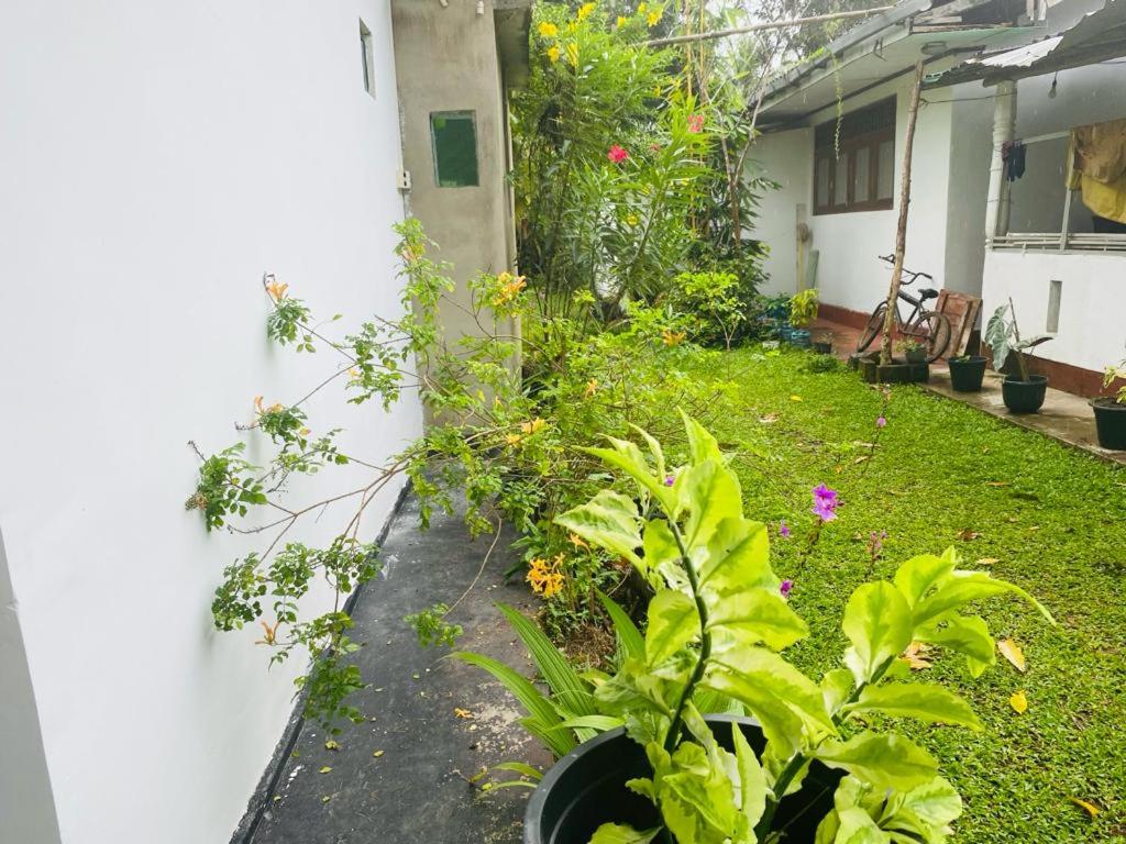 Mangroves homestay