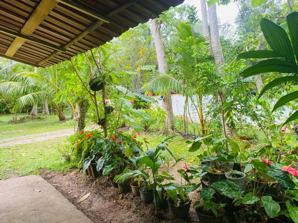 Mangroves homestay