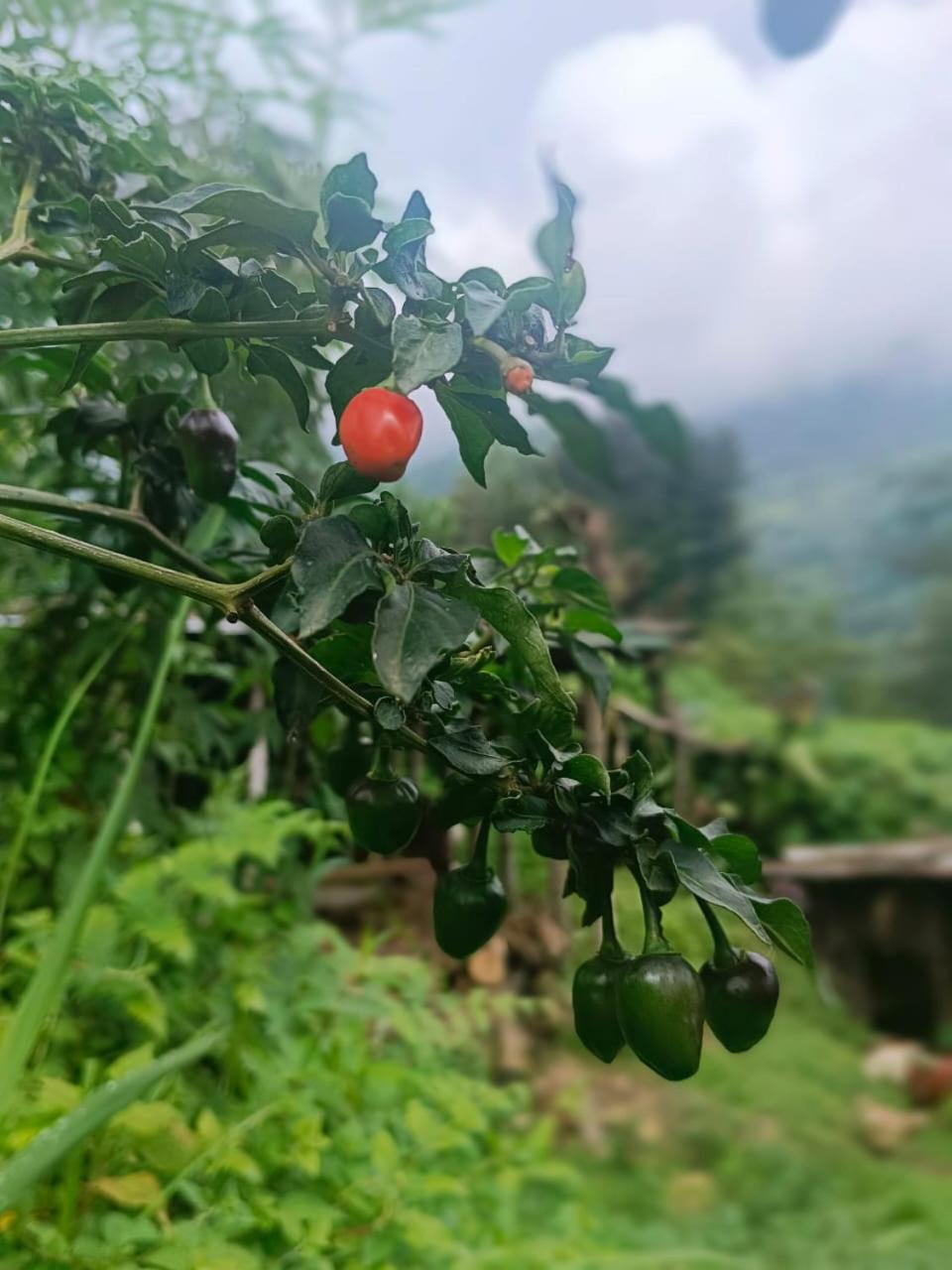 Swikriti homestay