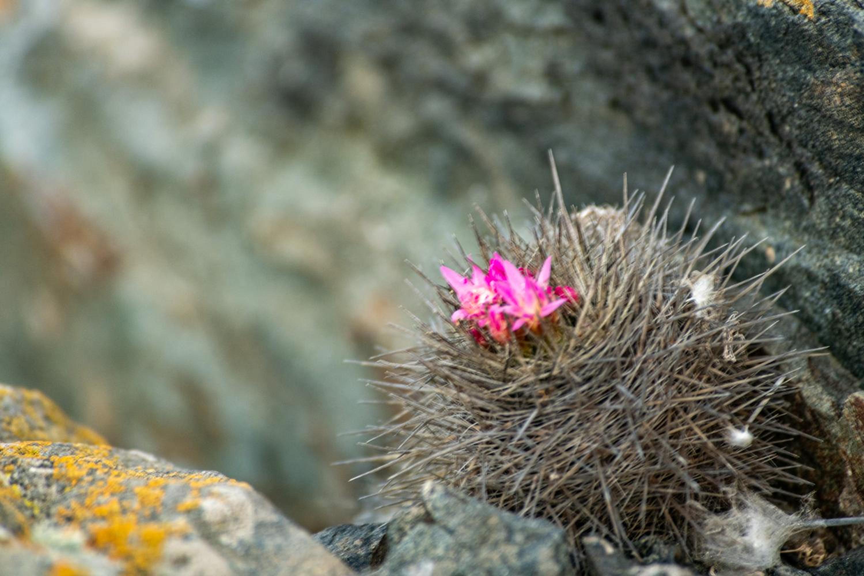 Entre Dunas y Caracolas
