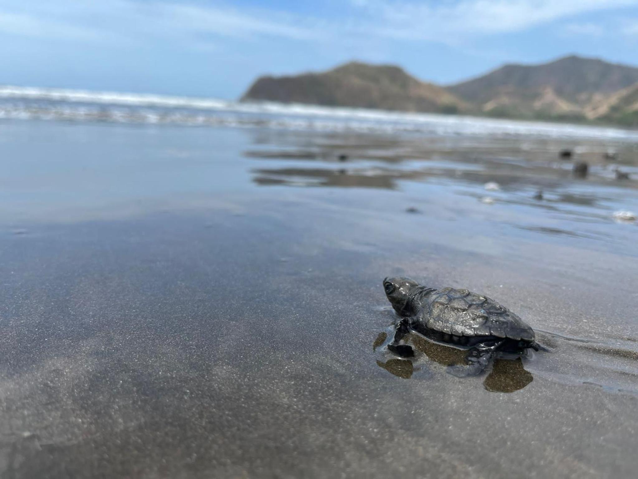 Tortuga Hostal