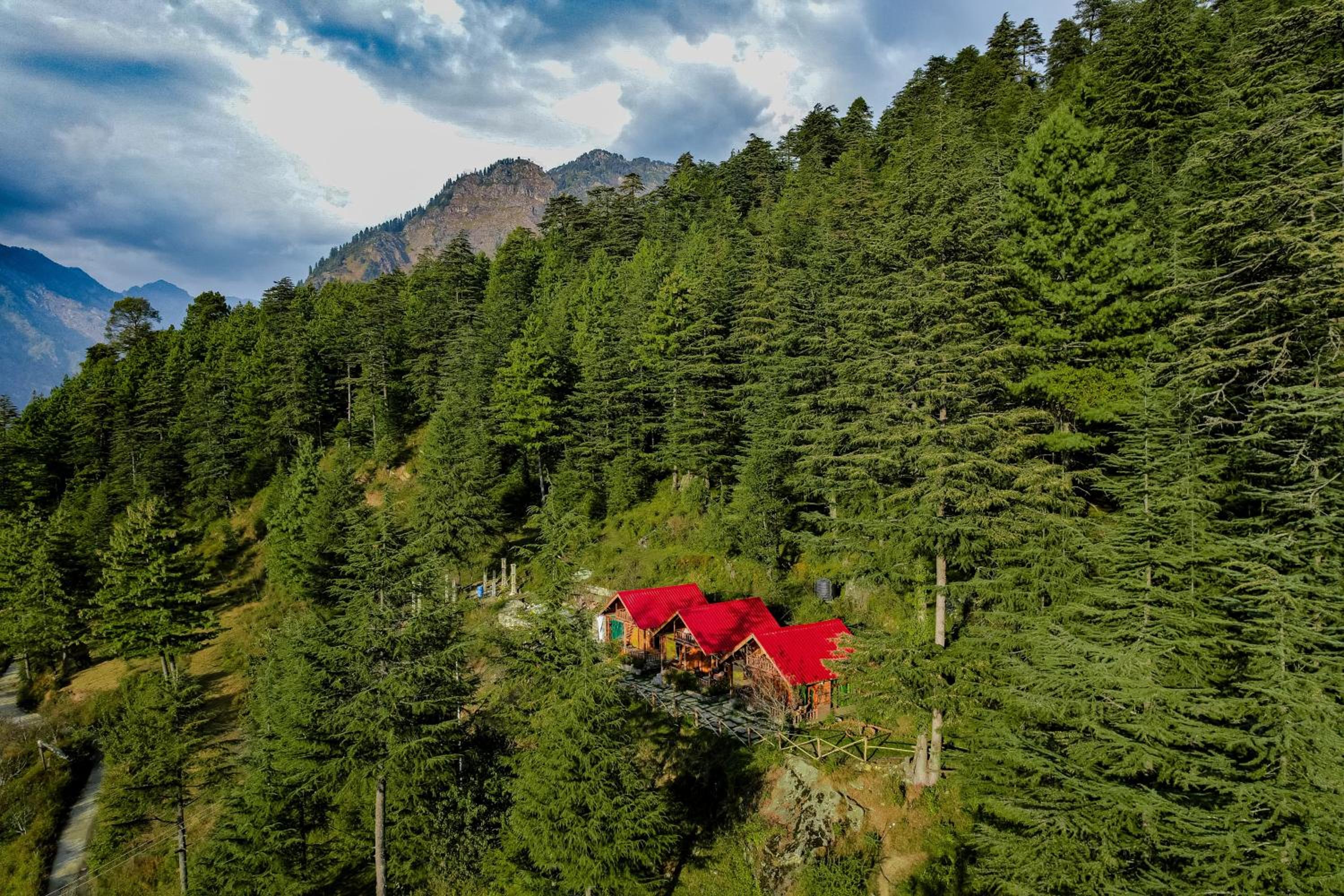 Himalayan Cedar Nest