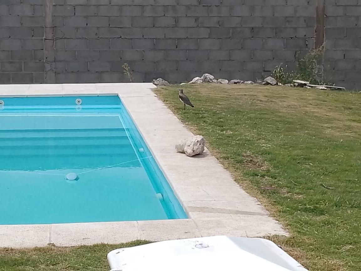El espinillo