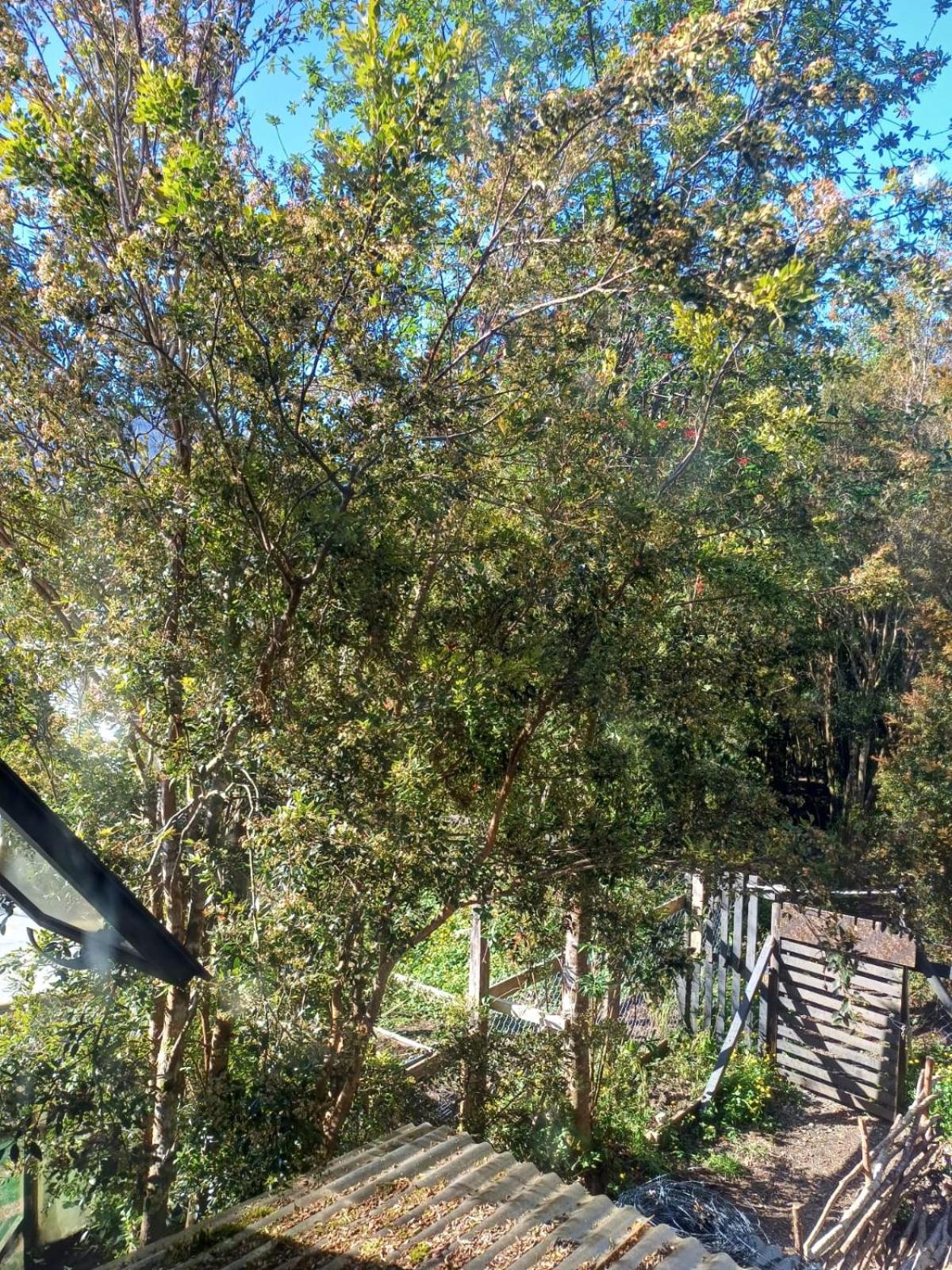 Cabaña en hornopiren