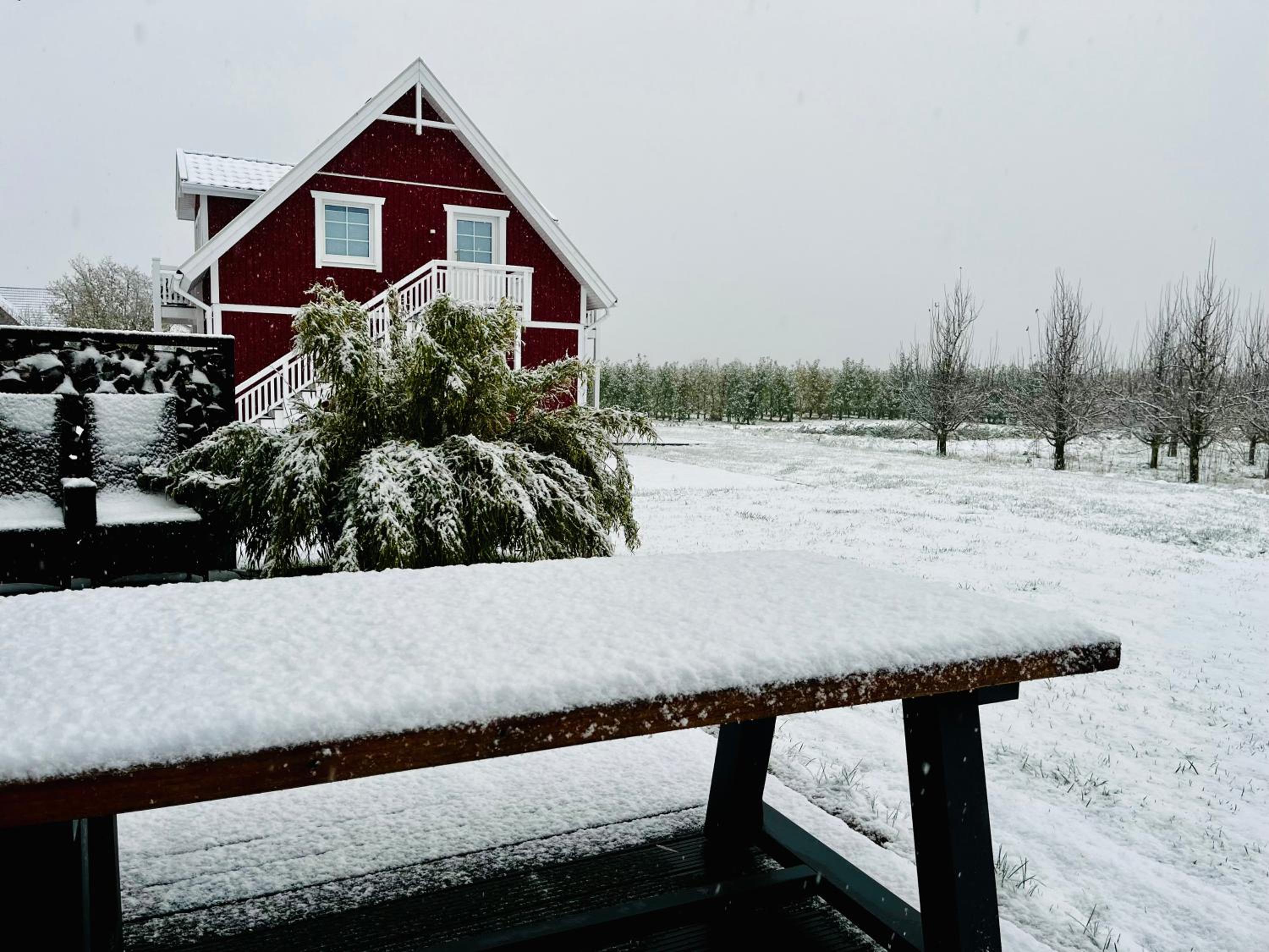 Muggelhuus das Ferienhaus im Alten Land / Pflaumenbaum