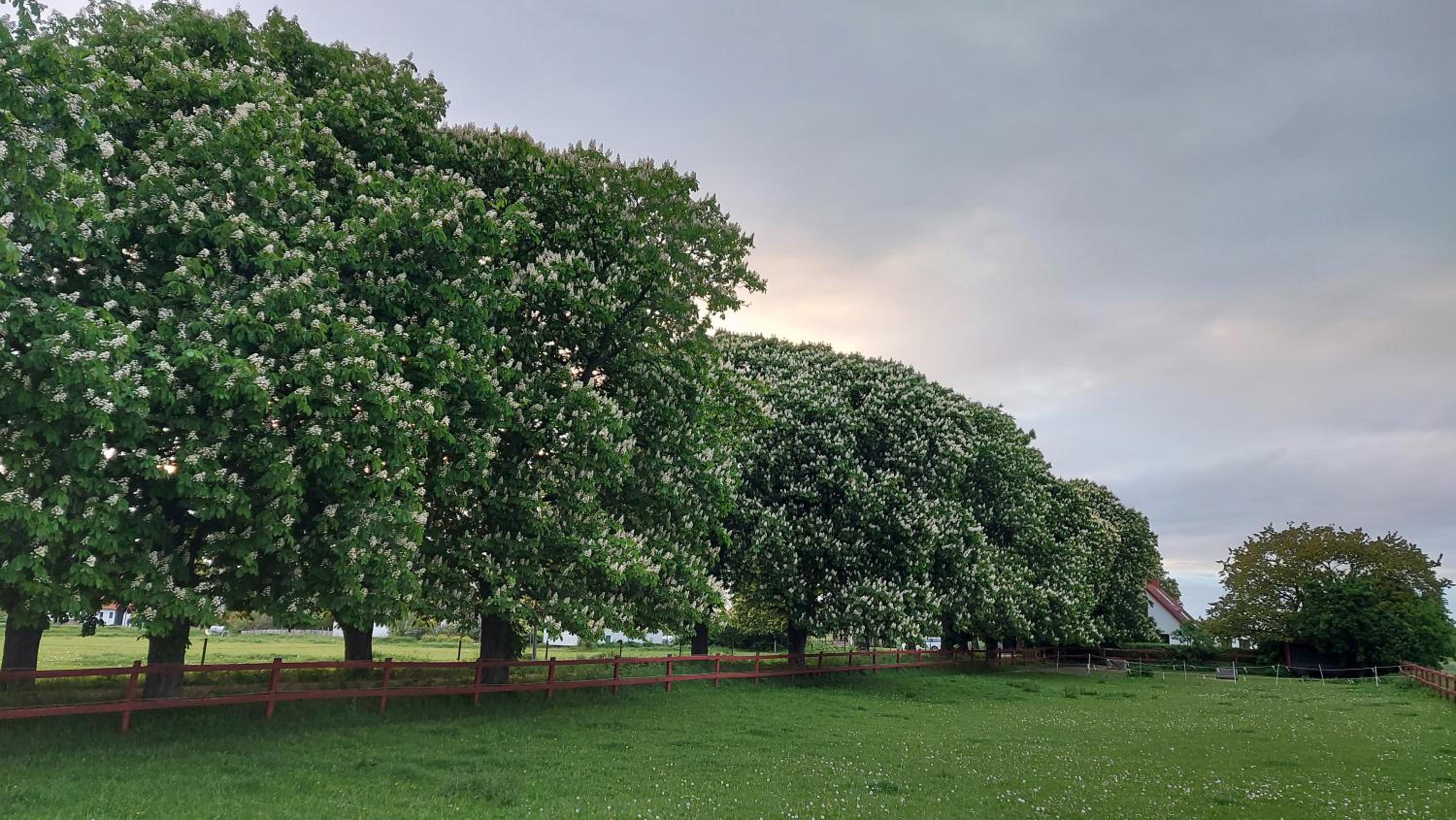 Lantligt och lugnt boende nära natur och stad