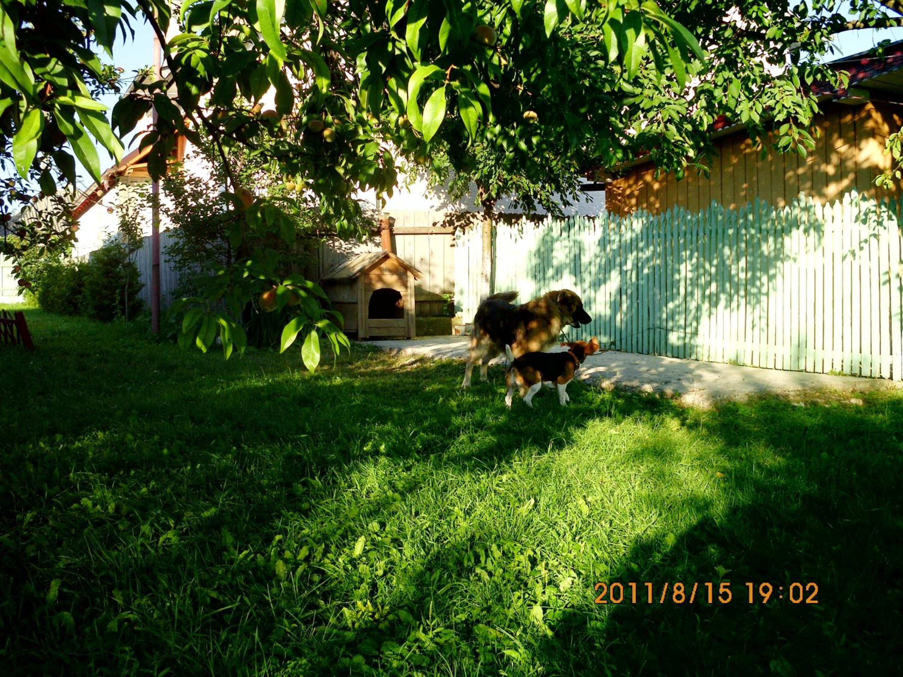 Cazare Poienita