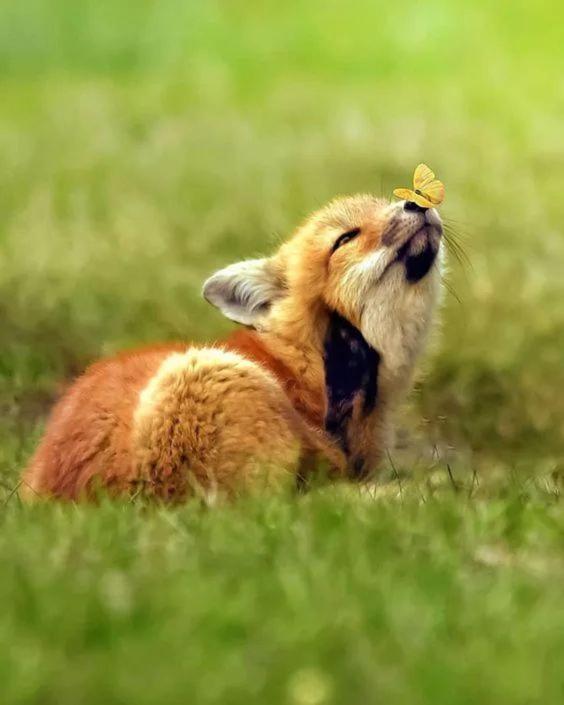 Photo 54