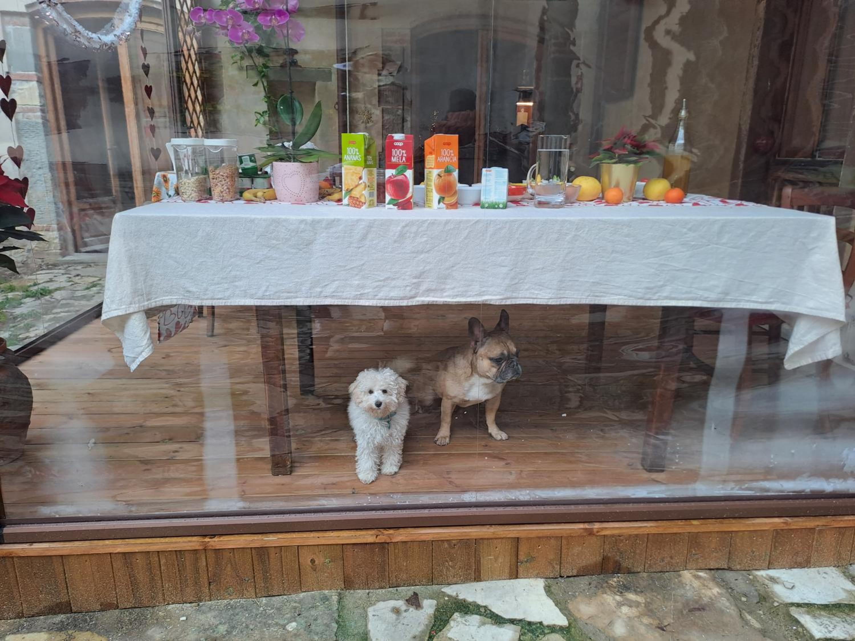 Sunshine Suites photo 3