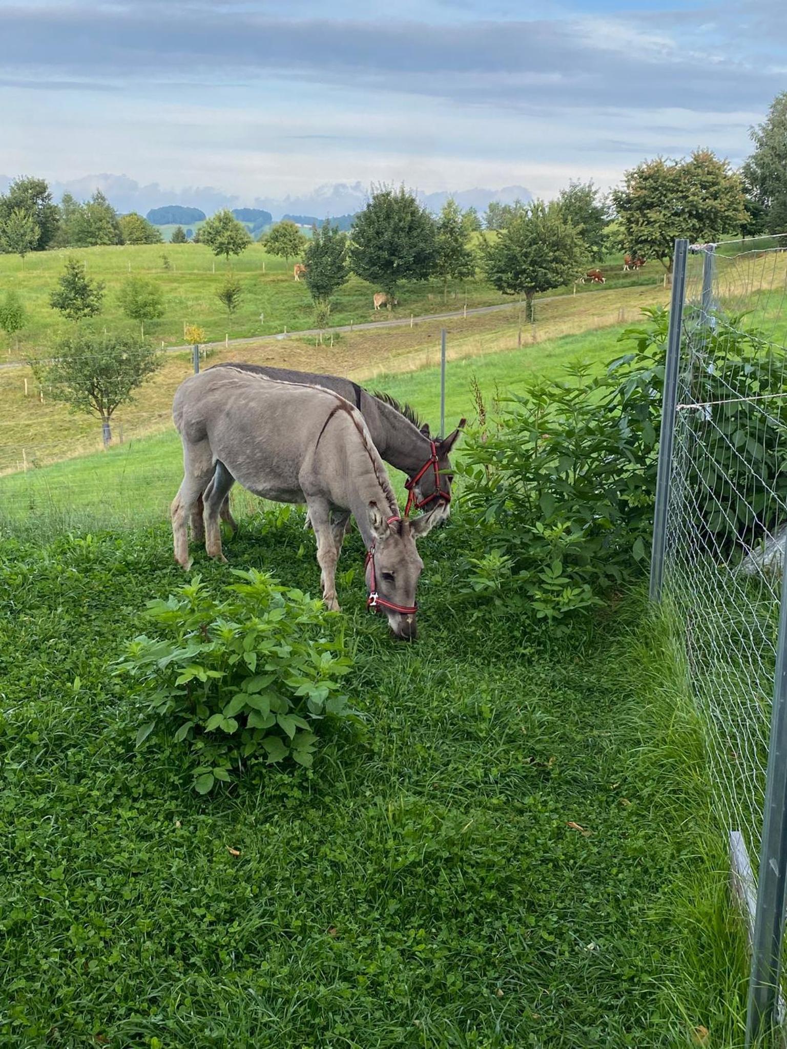 Urlaub auf dem Bauernhof Hedwigshöhe