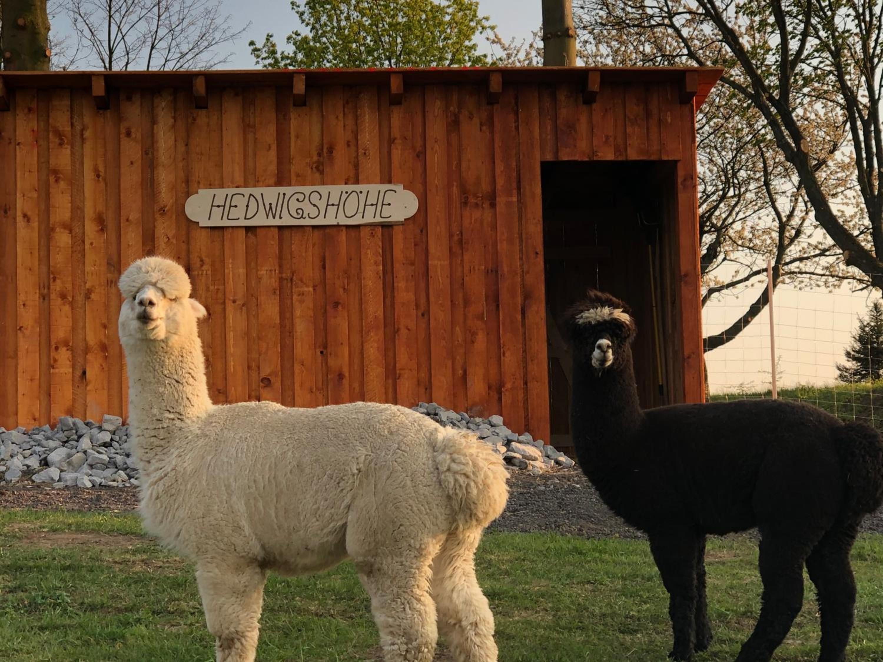 Urlaub auf dem Bauernhof Hedwigshöhe