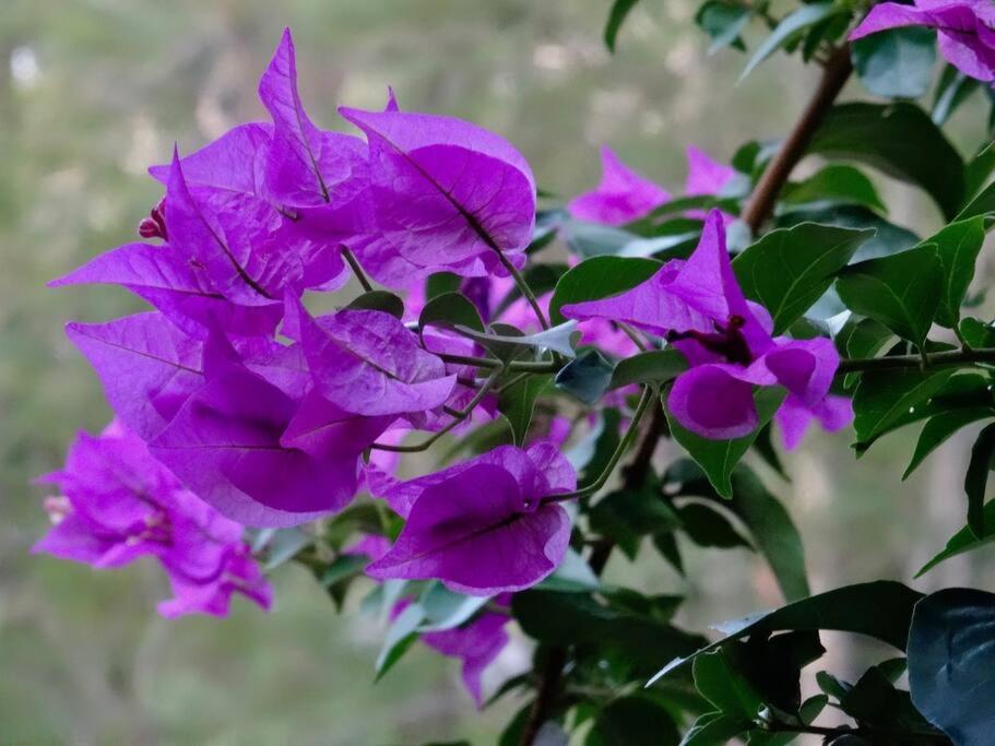 Photo 41