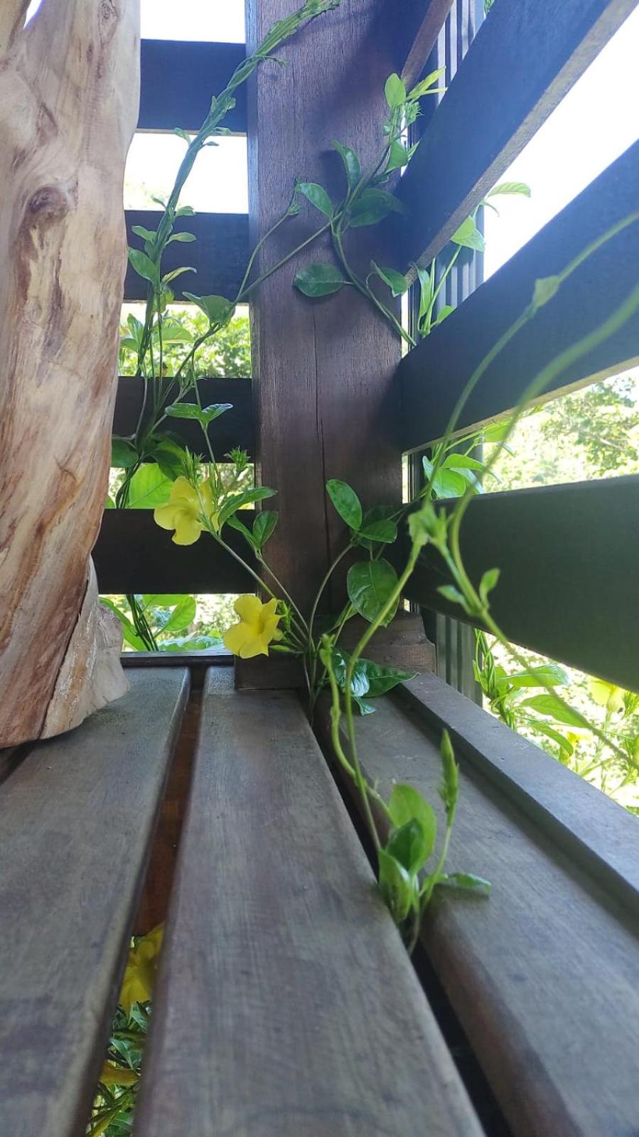 Espaço Isha Canelinha