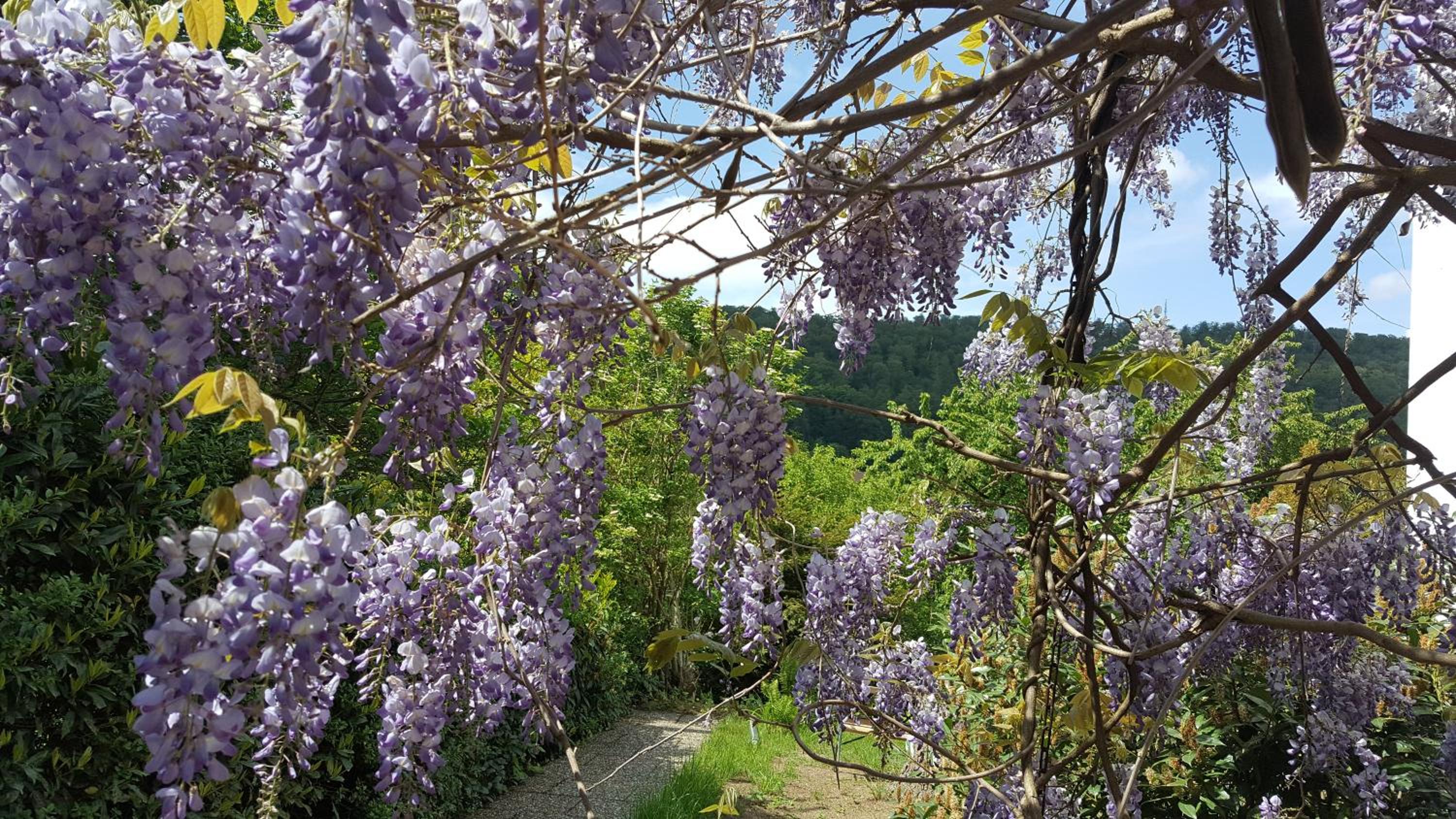 Idyllische Wohnung mitten in der Natur „ Haus Magnolia „