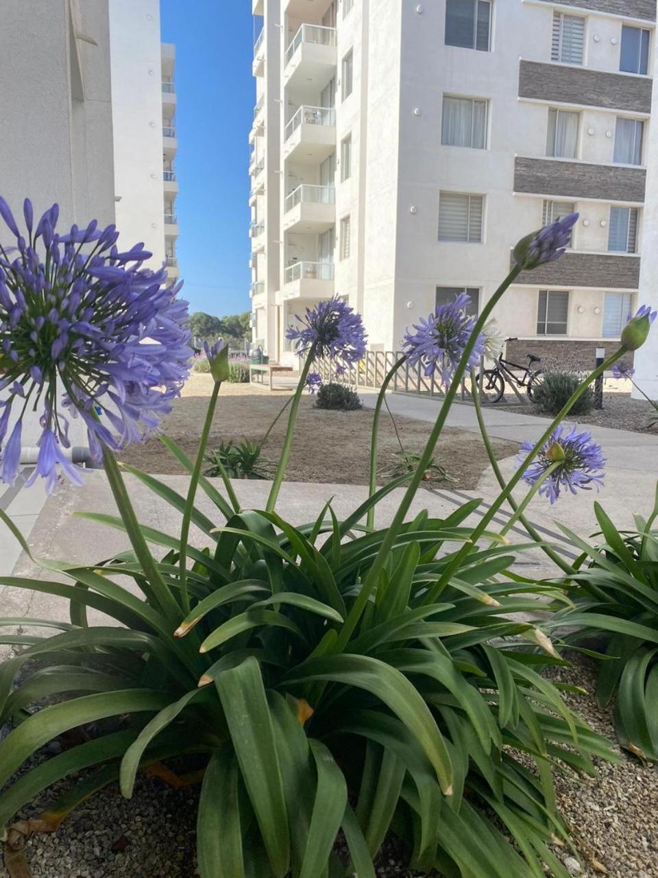 Hermoso departamento a pasos de avenida del mar