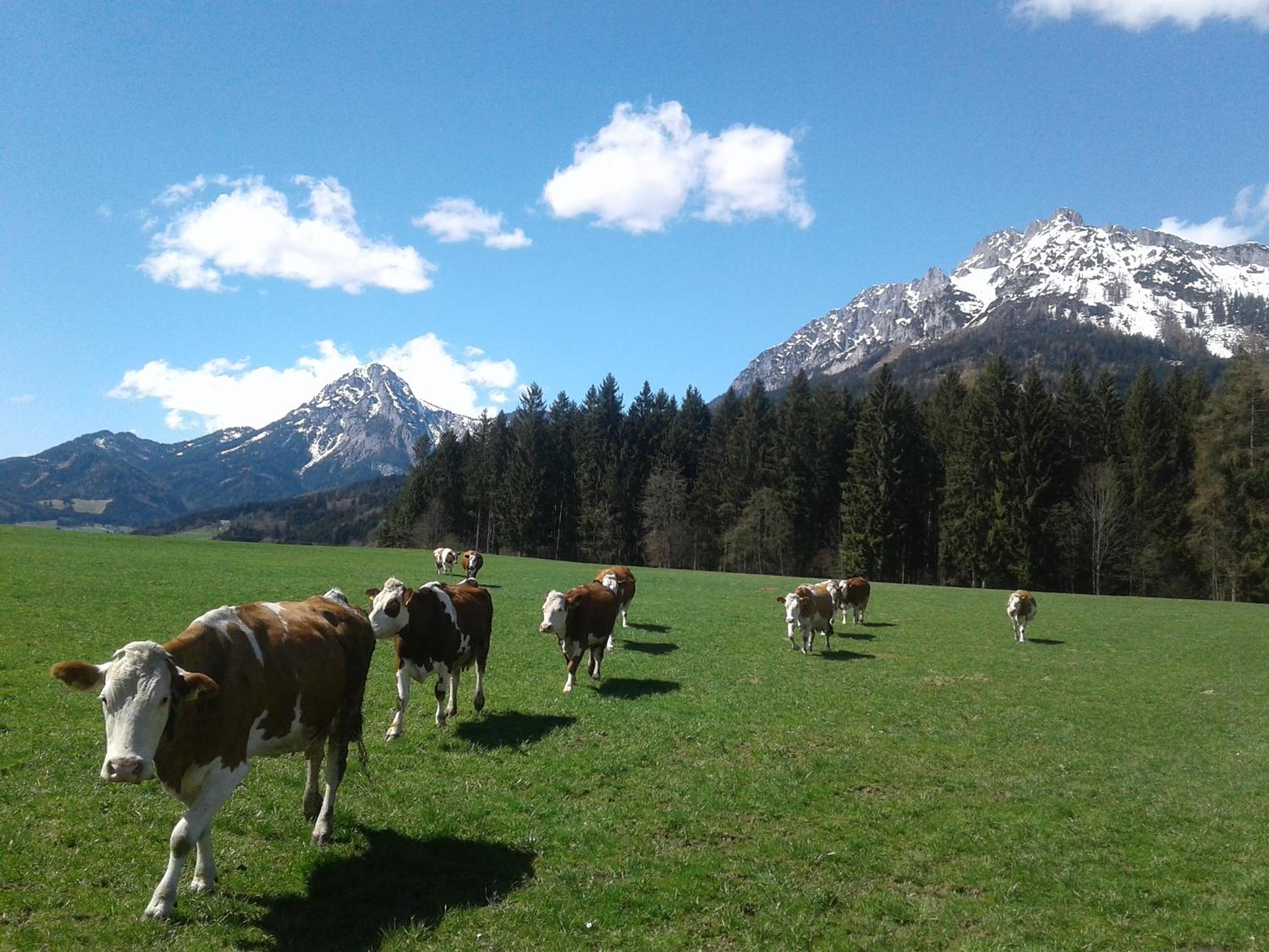 Appartement Berndlhof Mitterberg - Gröbming - Schladming