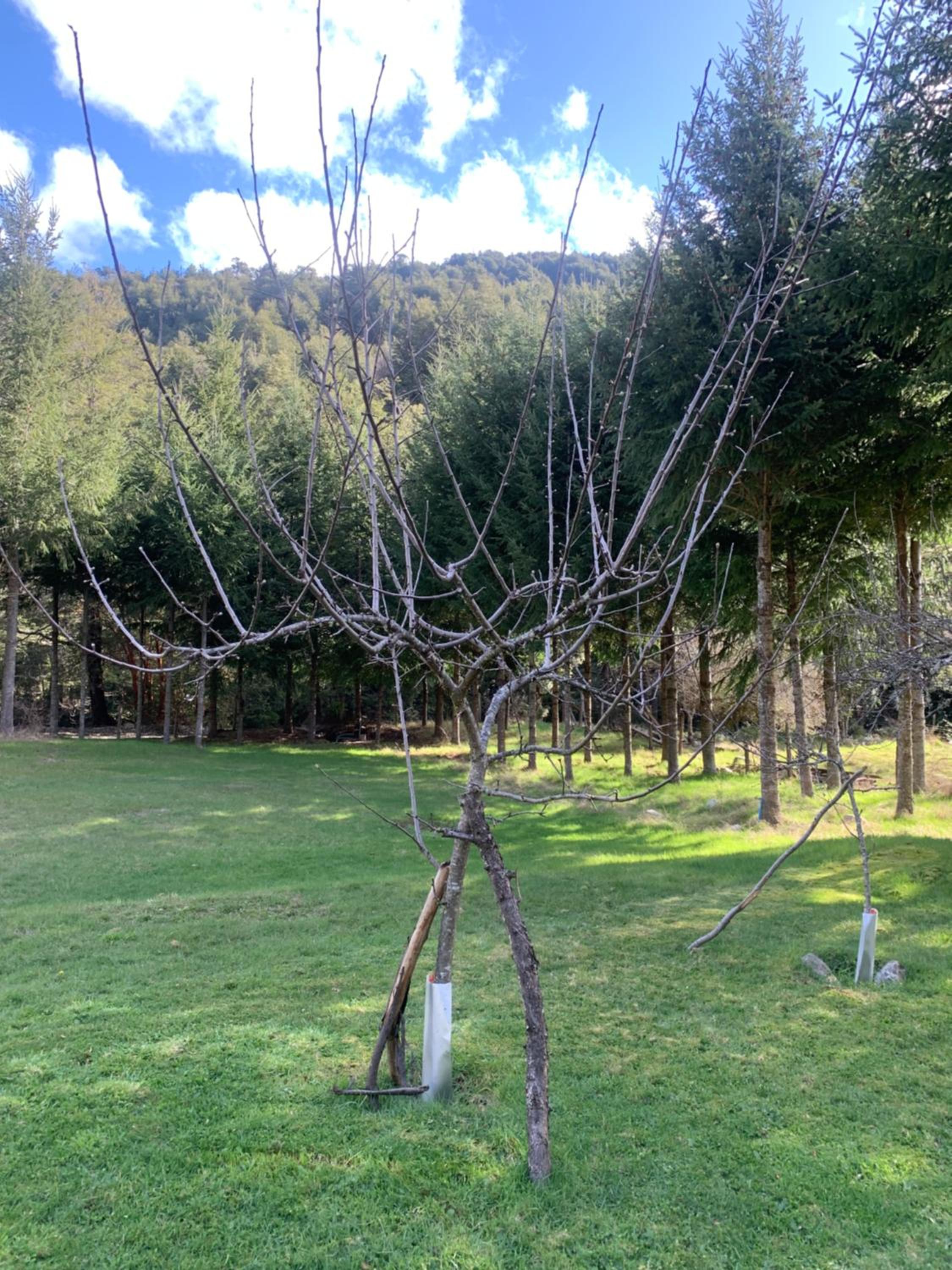 Cabañas cordillera Rio Blanco