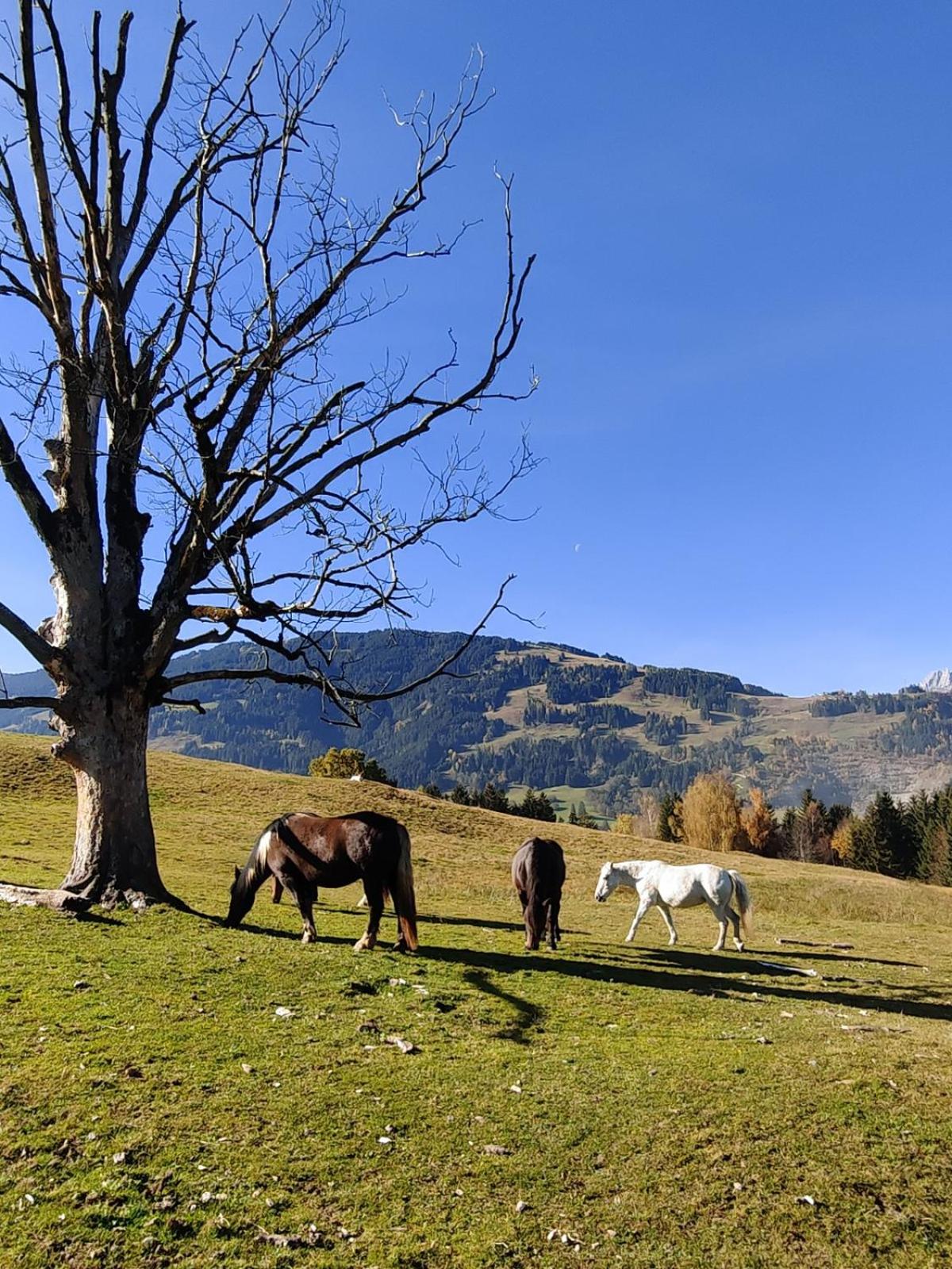 Haslinghof