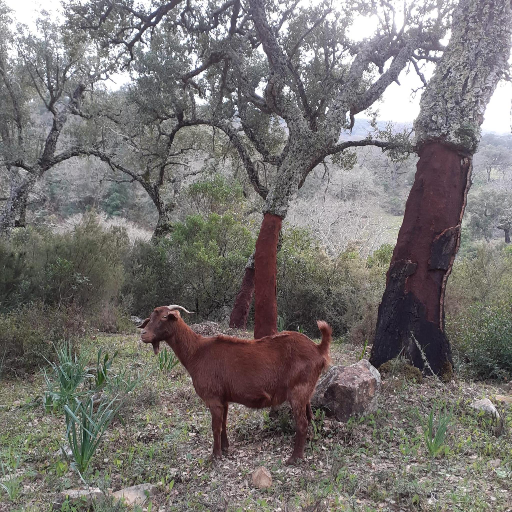 Apartamento Valle del Guadiaro
