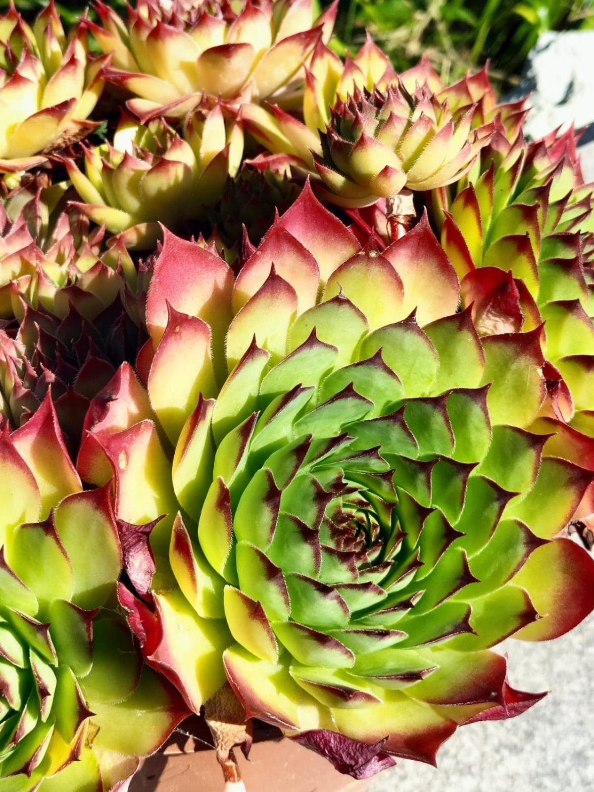 I girasoli