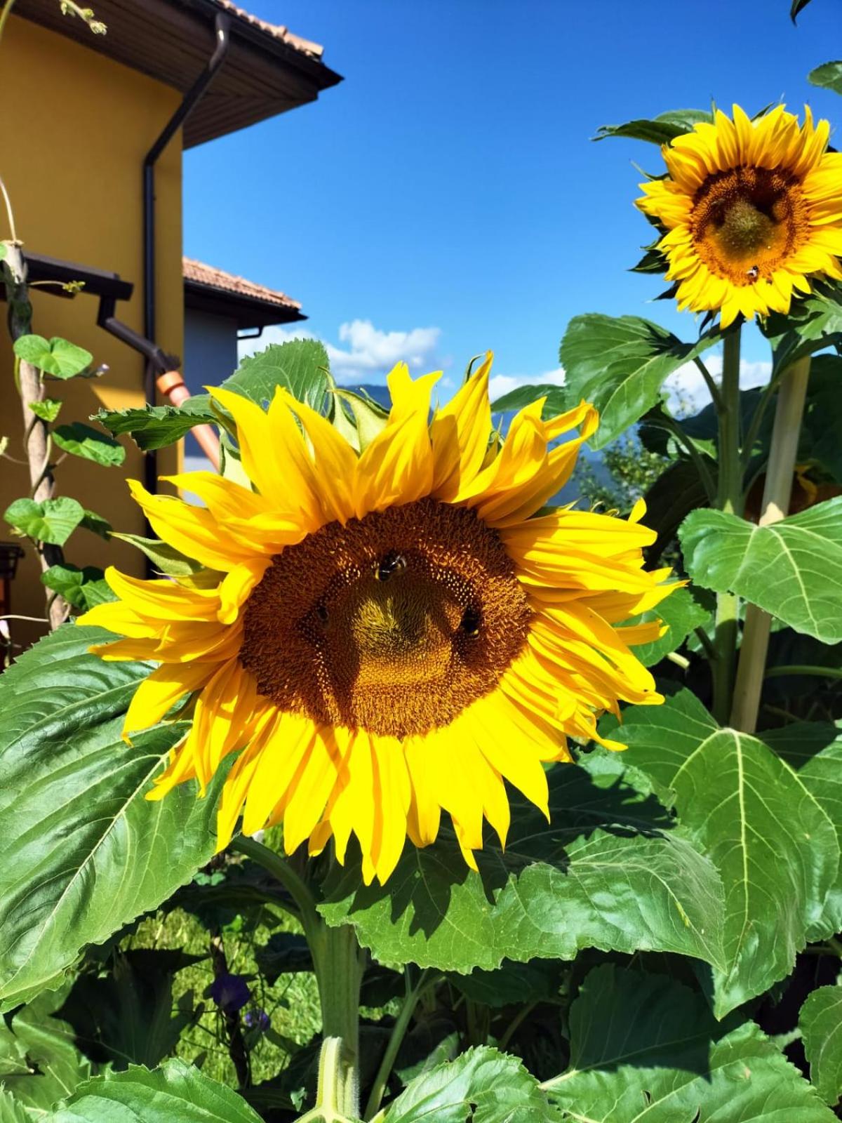 I girasoli