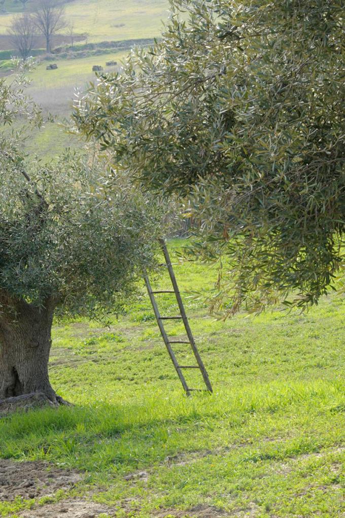 Agriturismo Il Gelso Antico