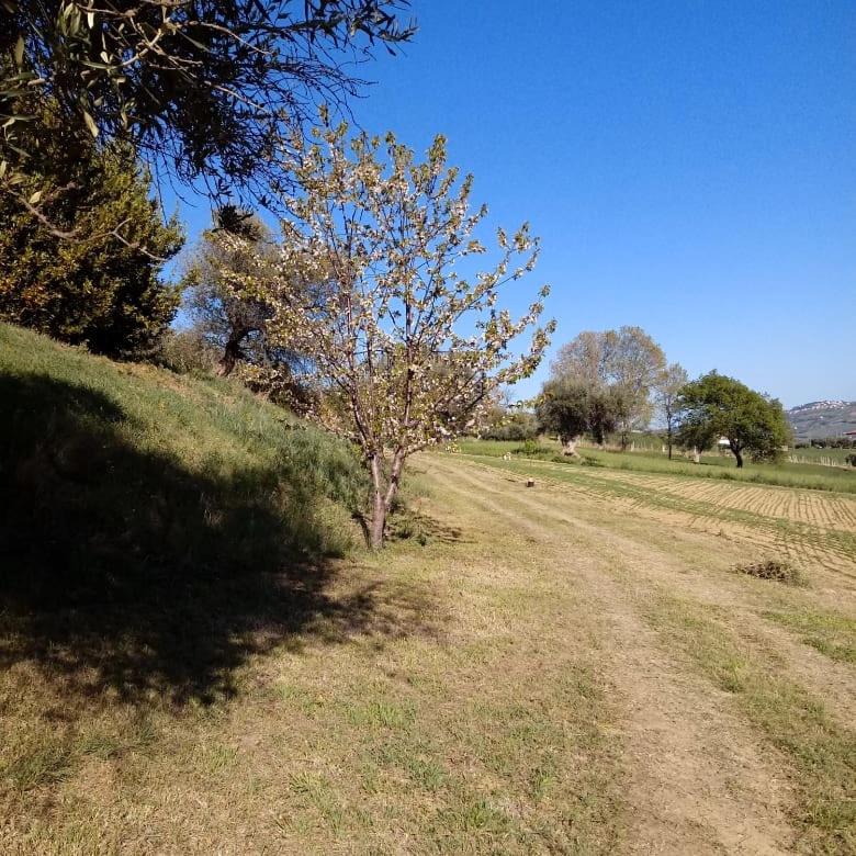 Agriturismo Il Gelso Antico
