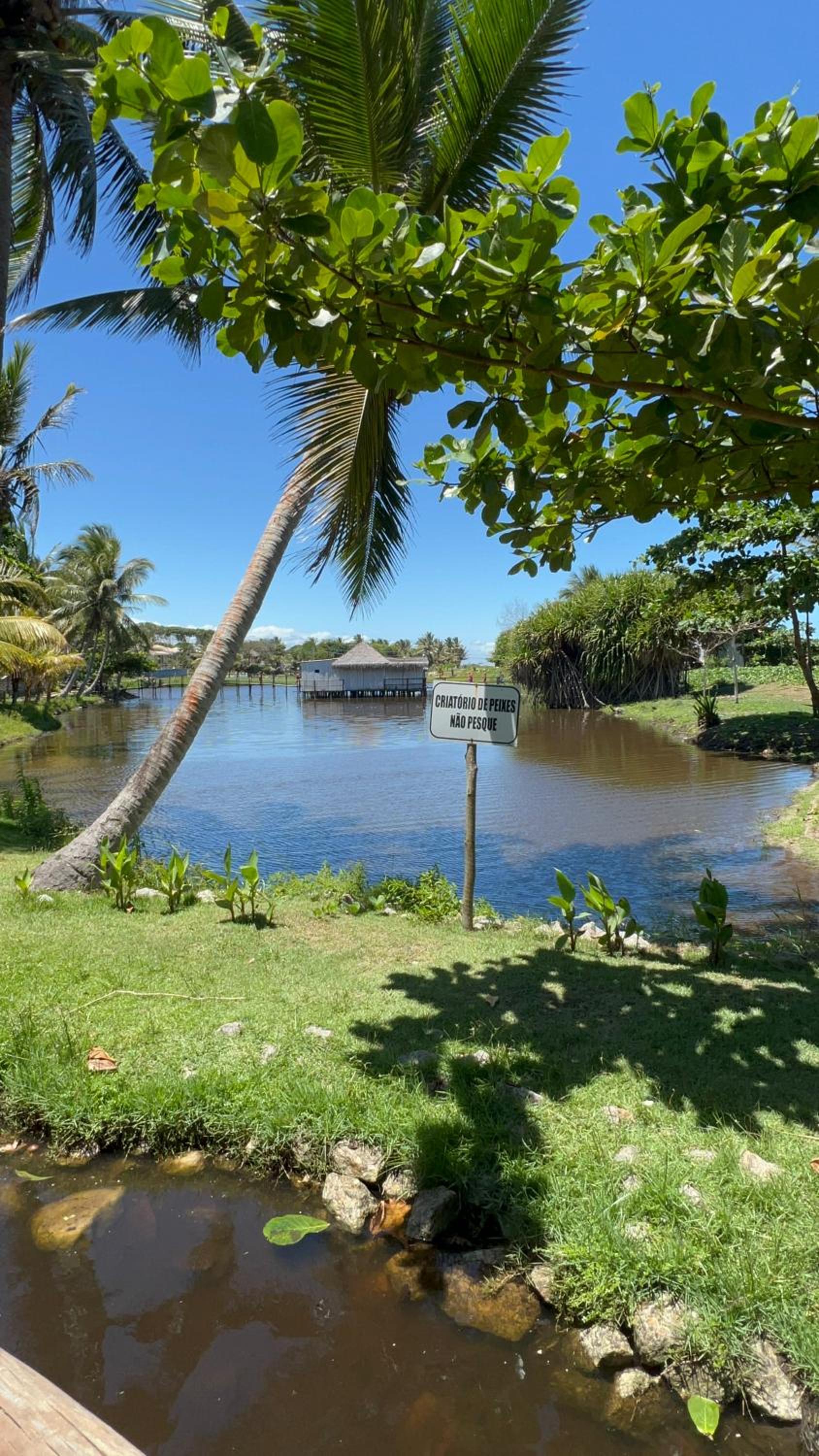 Vila iva