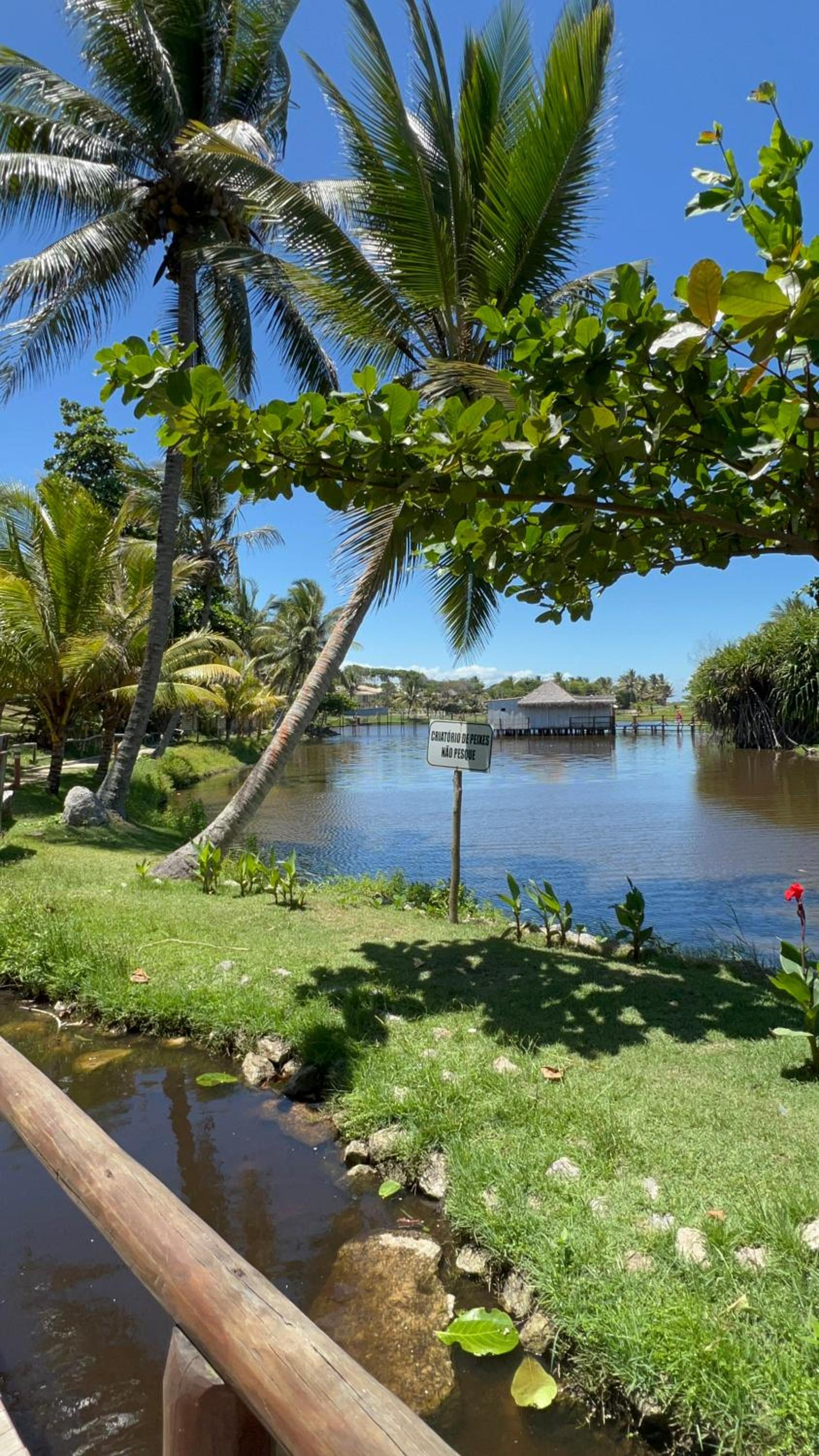 Vila iva