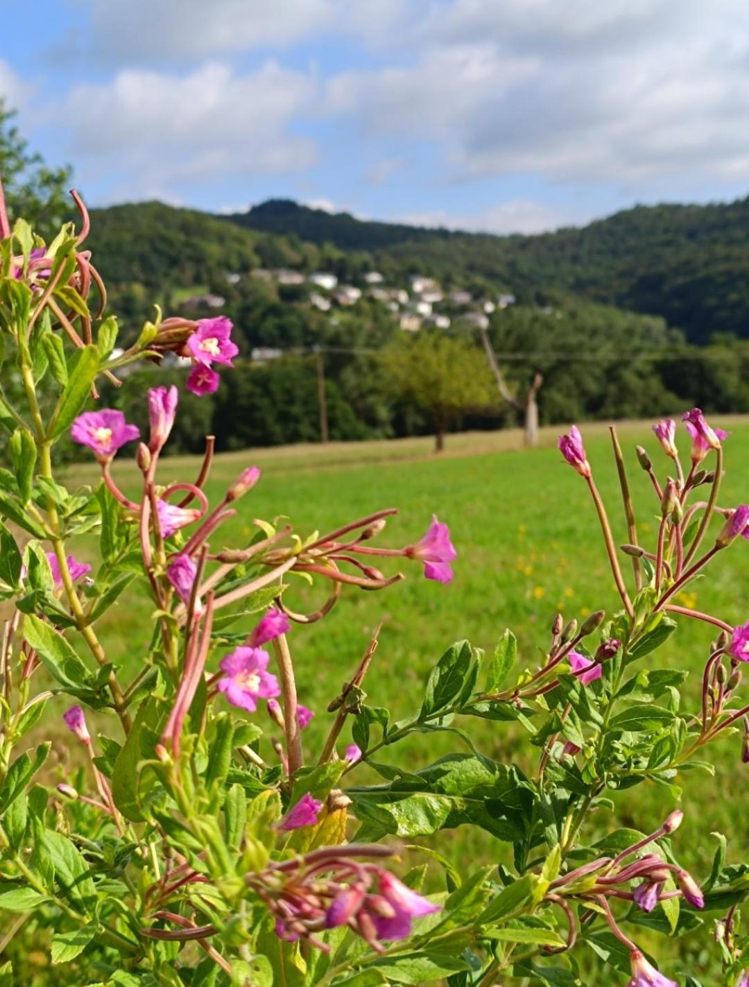 Ferienwohnung zum Märchenwald