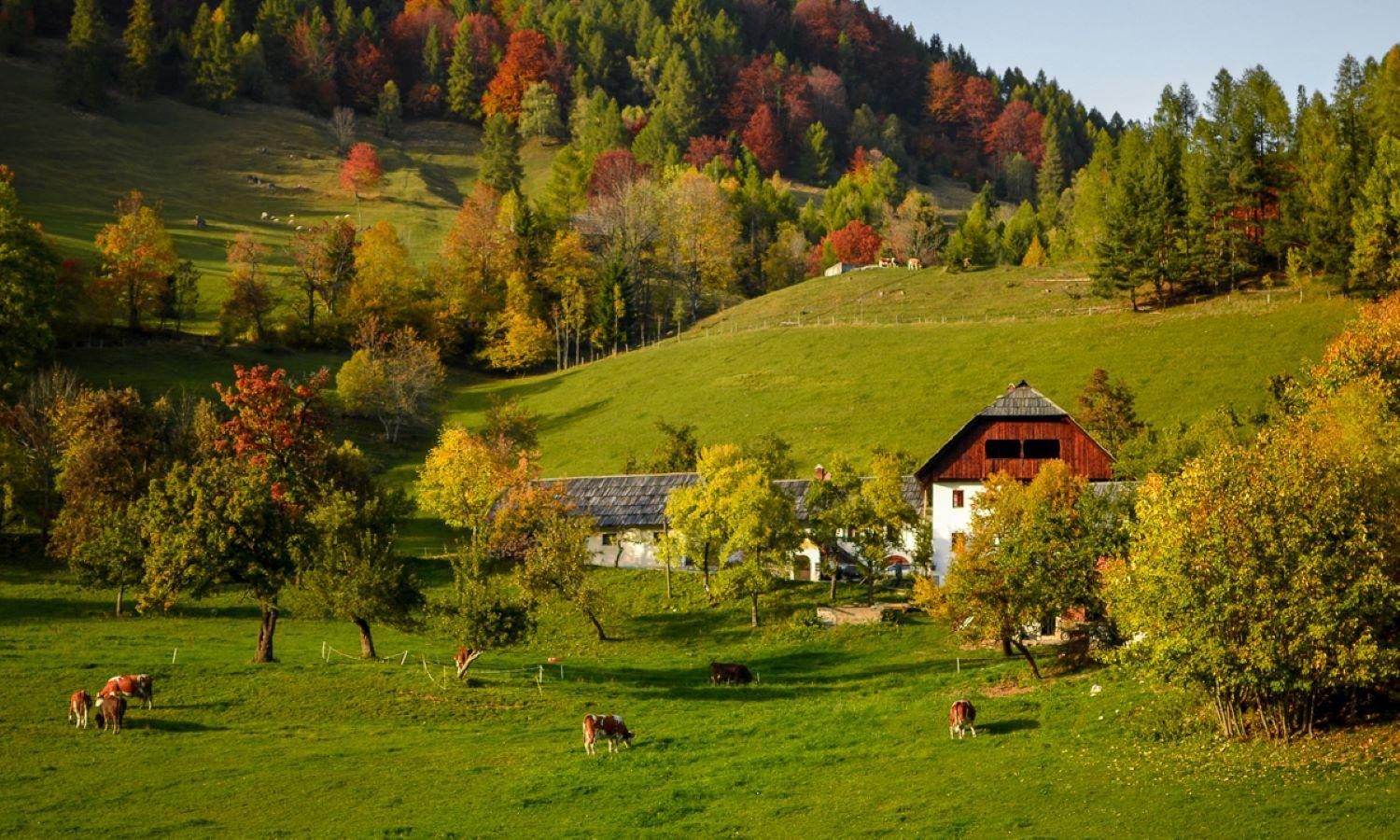 Idyllic Retreat Next to an Elven Forest