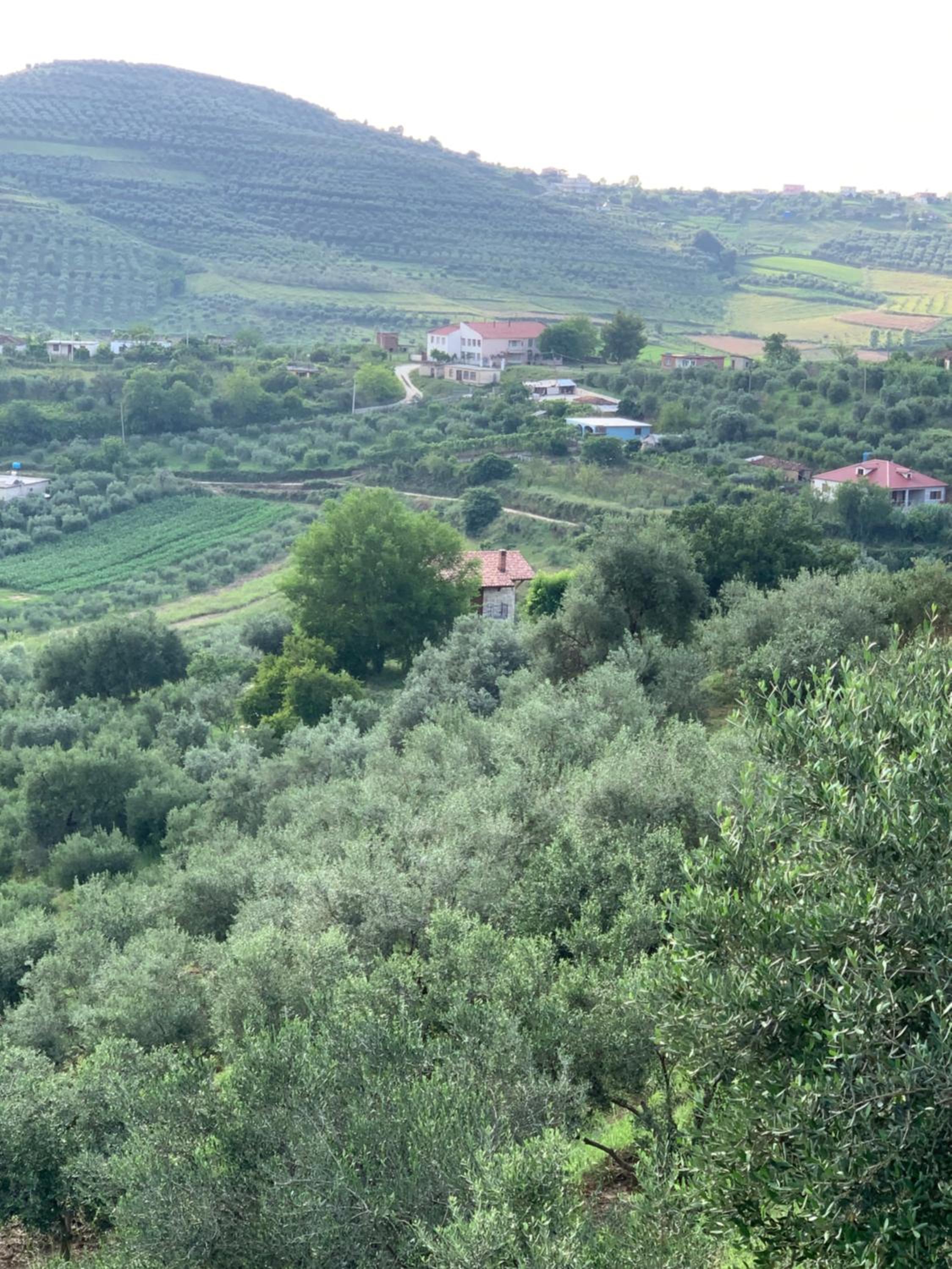 Shehu Villa