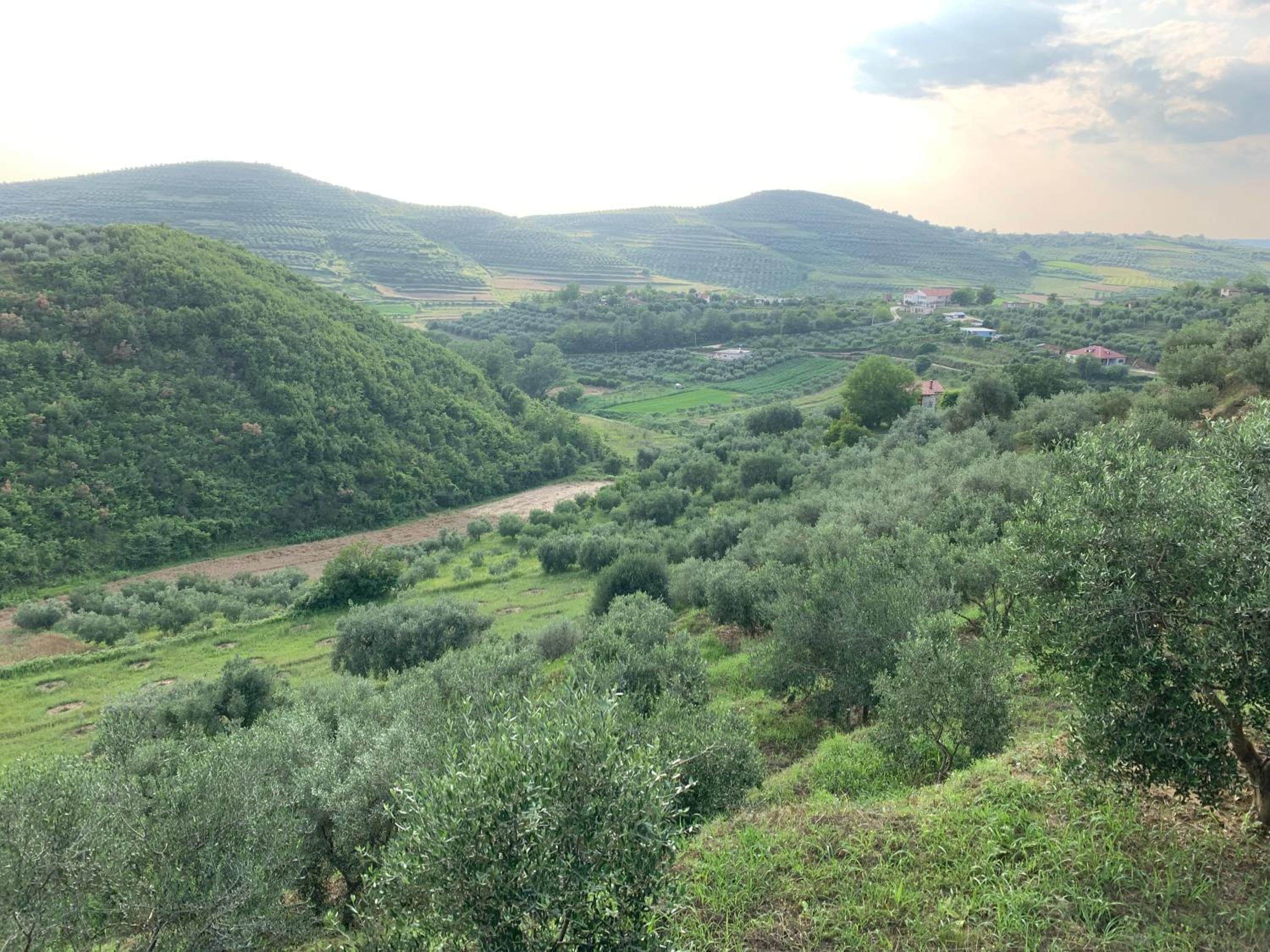 Shehu Villa