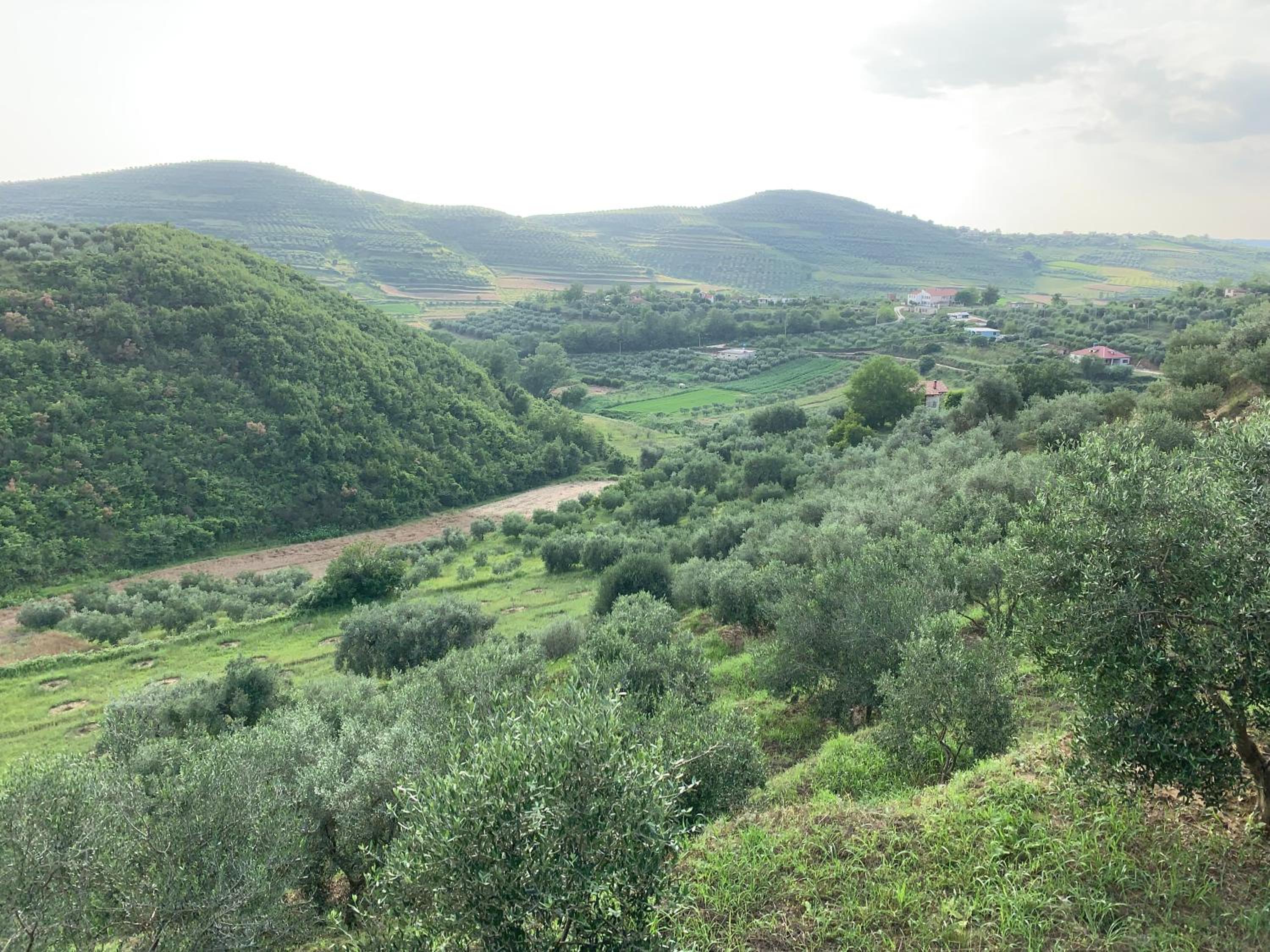Shehu Villa